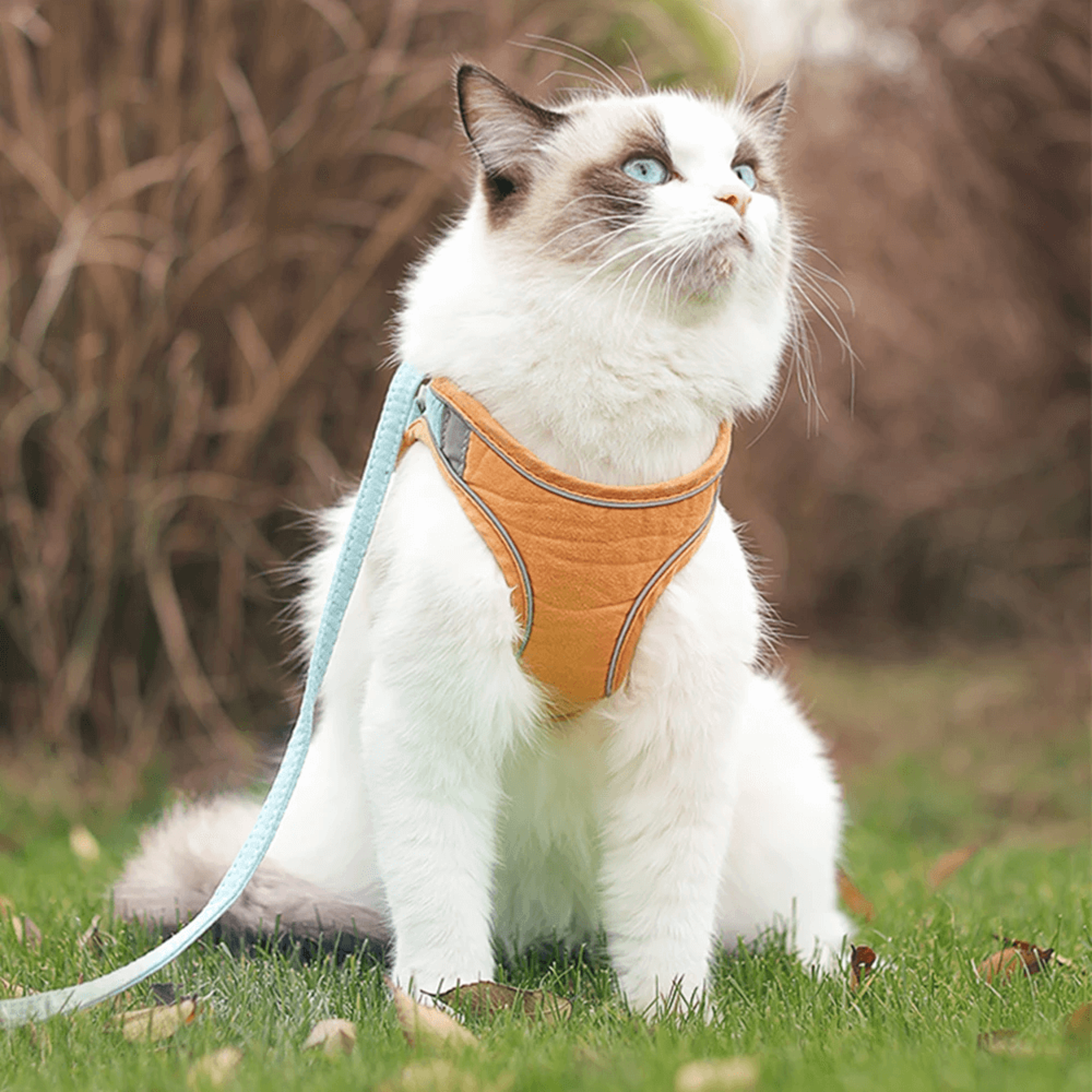 catluminousharnessandleashset3.png