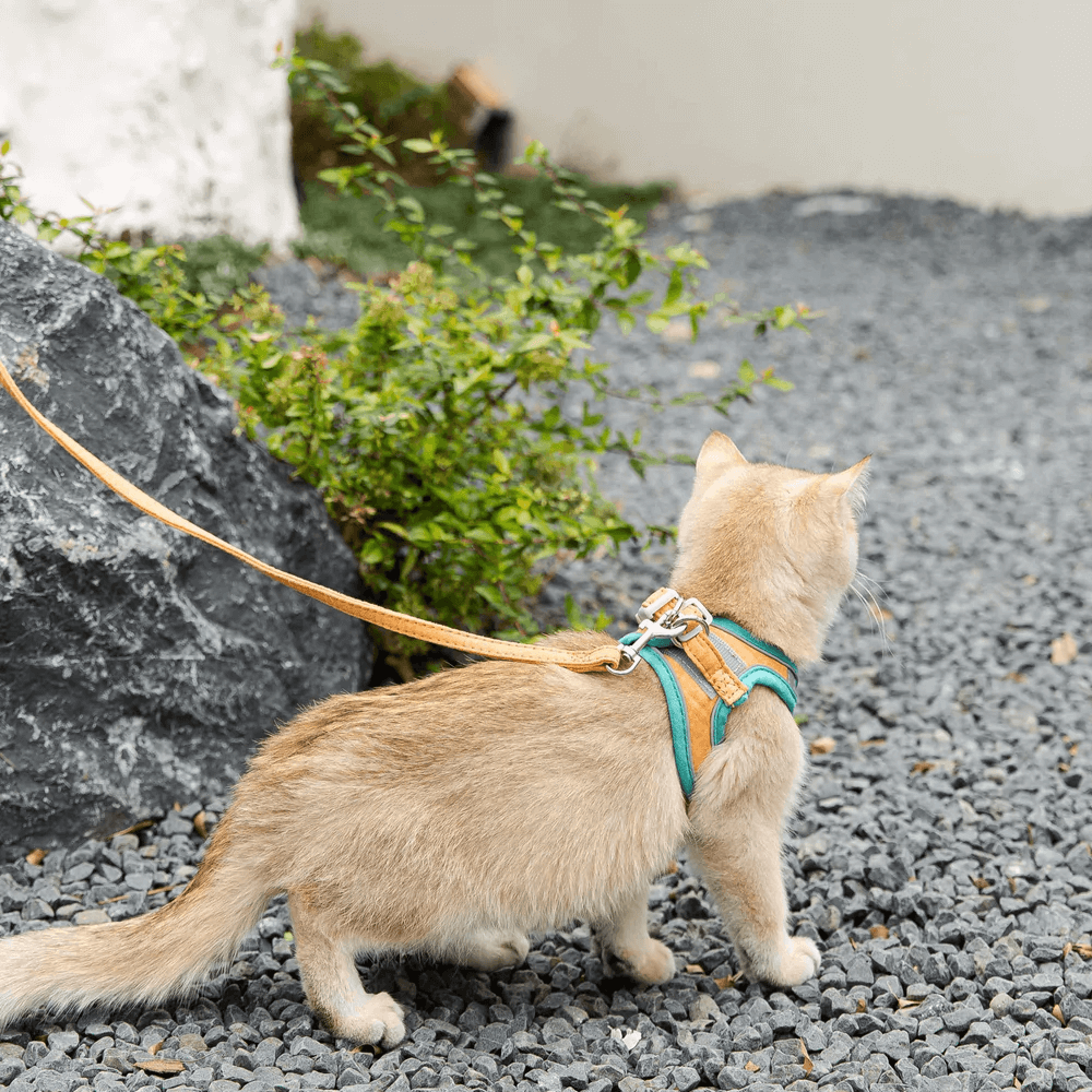 luminous cat vest