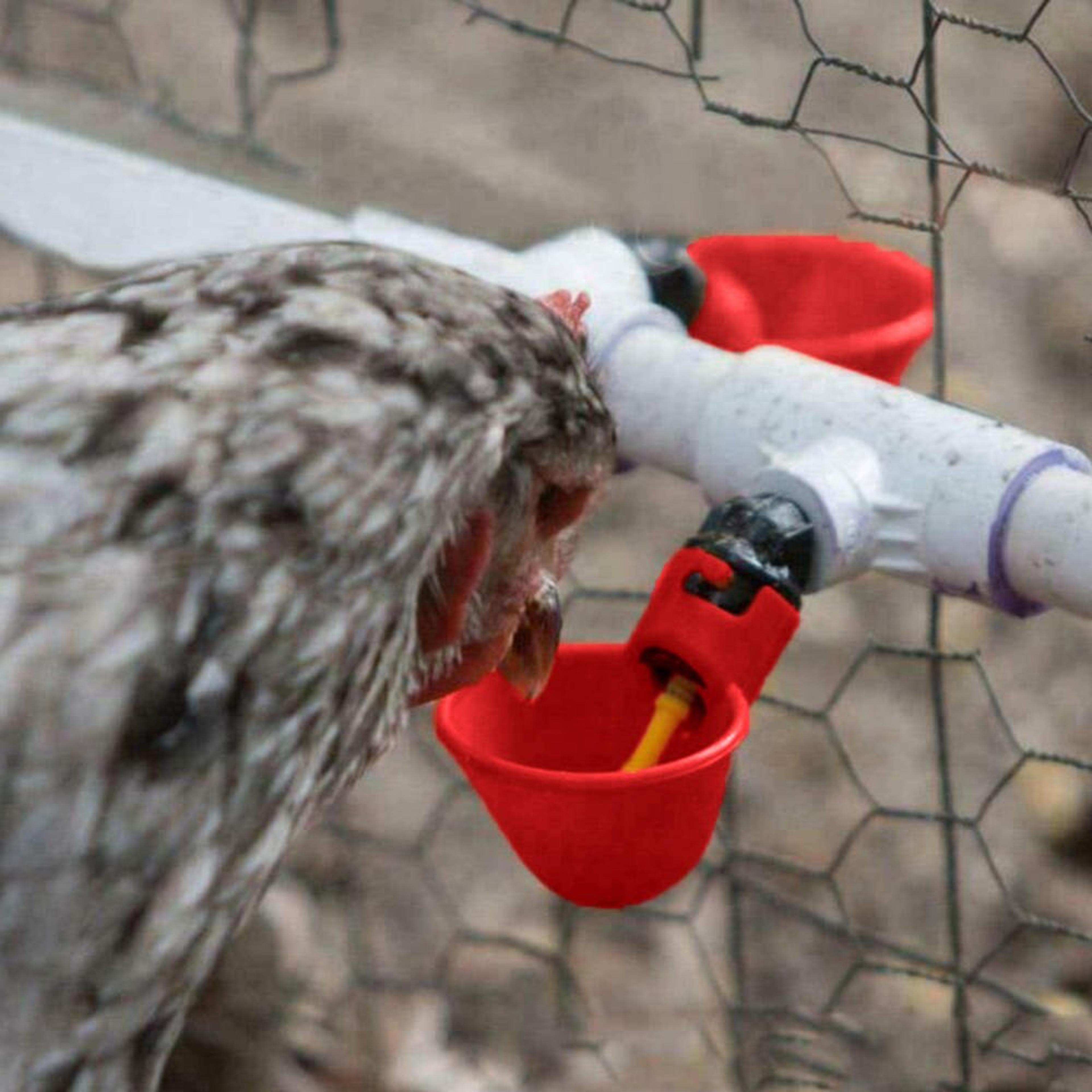 automatic chicken water feeder cups