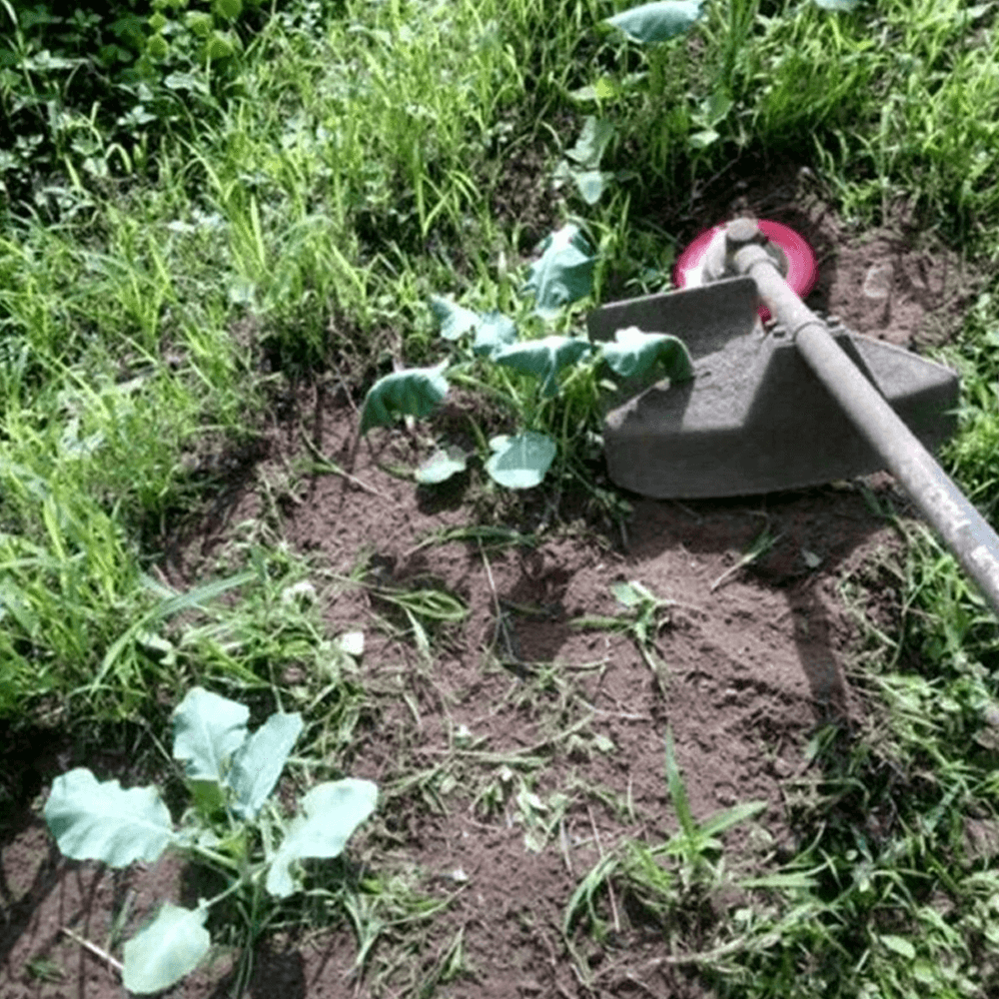 6Blade - Steel Razor Blade Lawn Mower 3