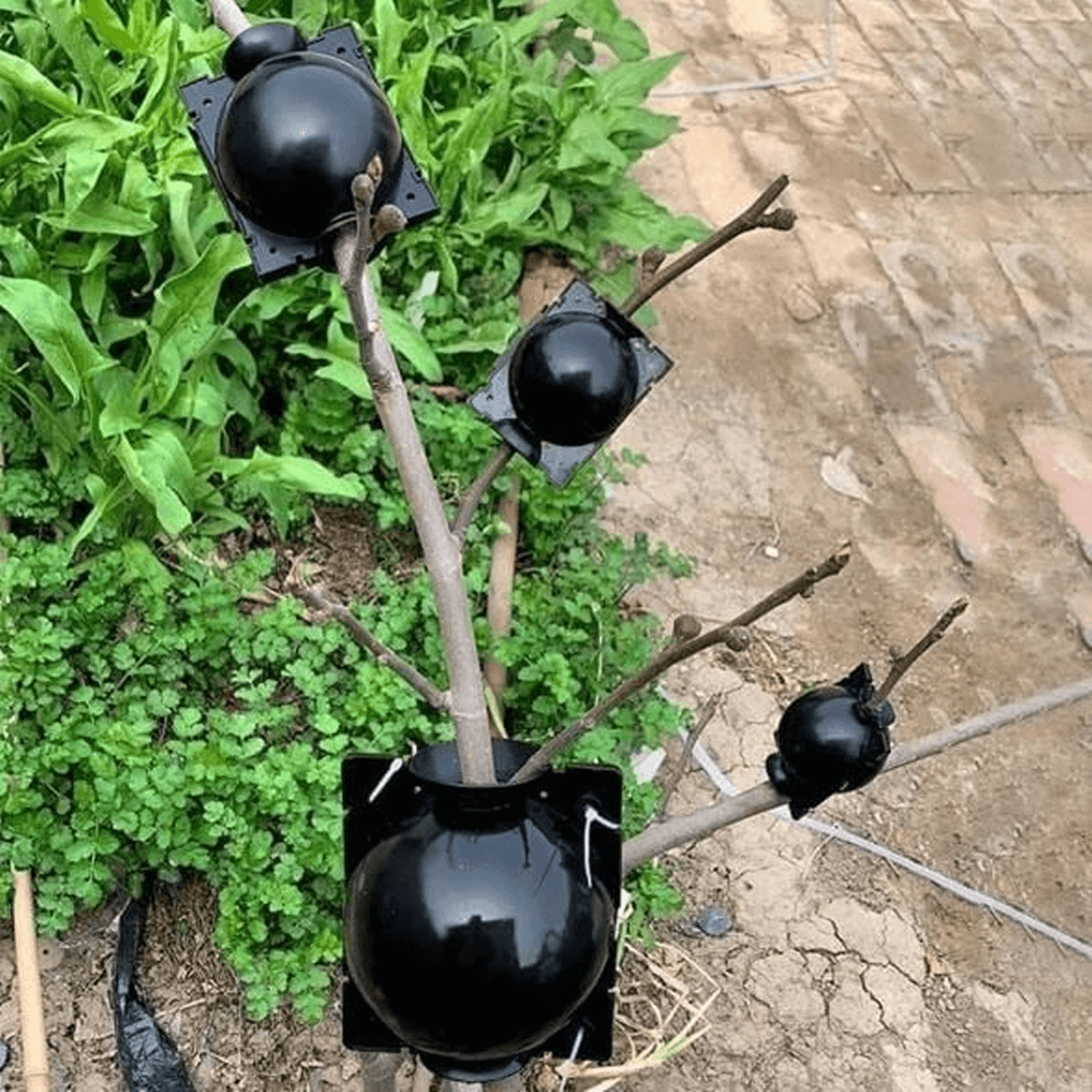 Plant Root Growing Box 2