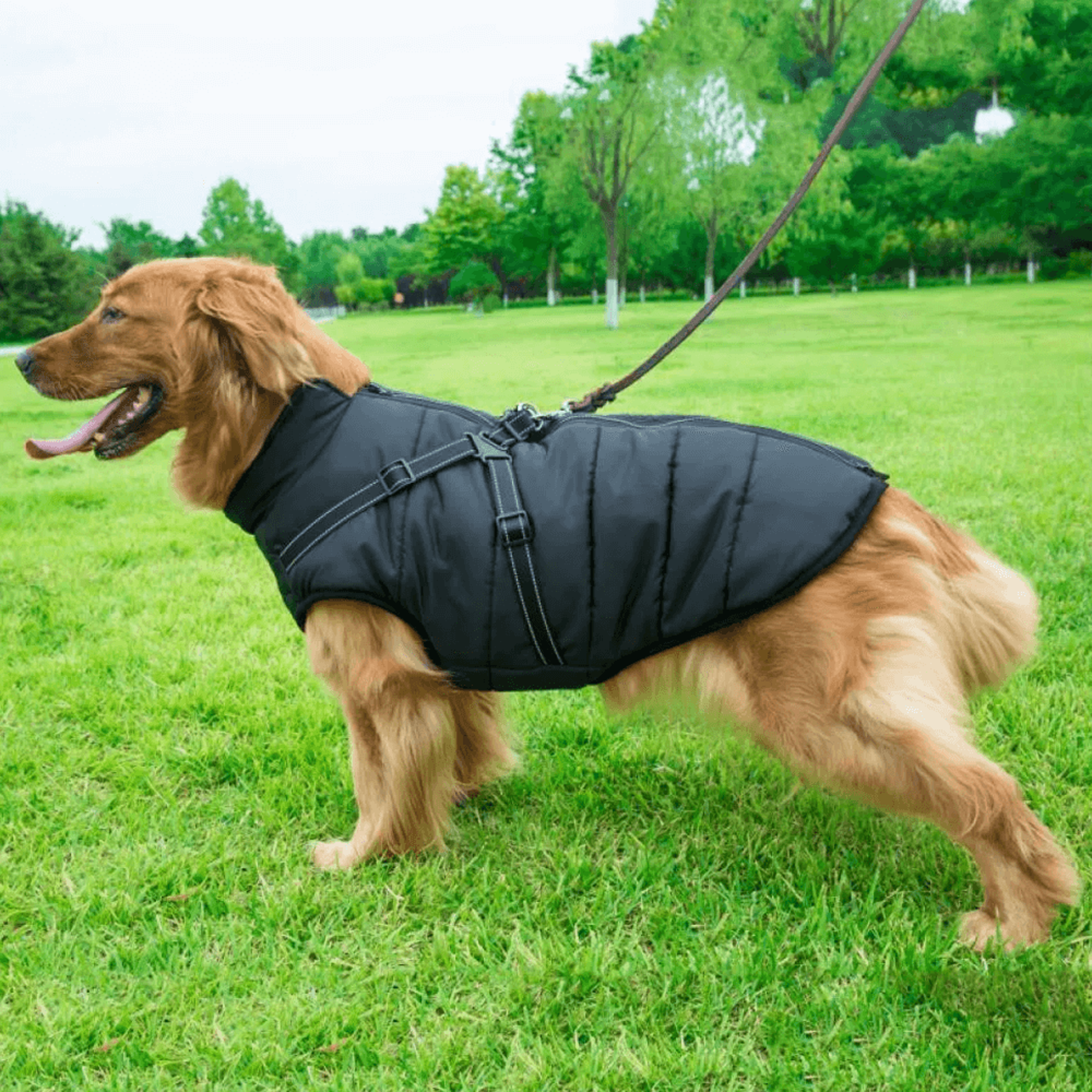 waterproof dog jacket harness
