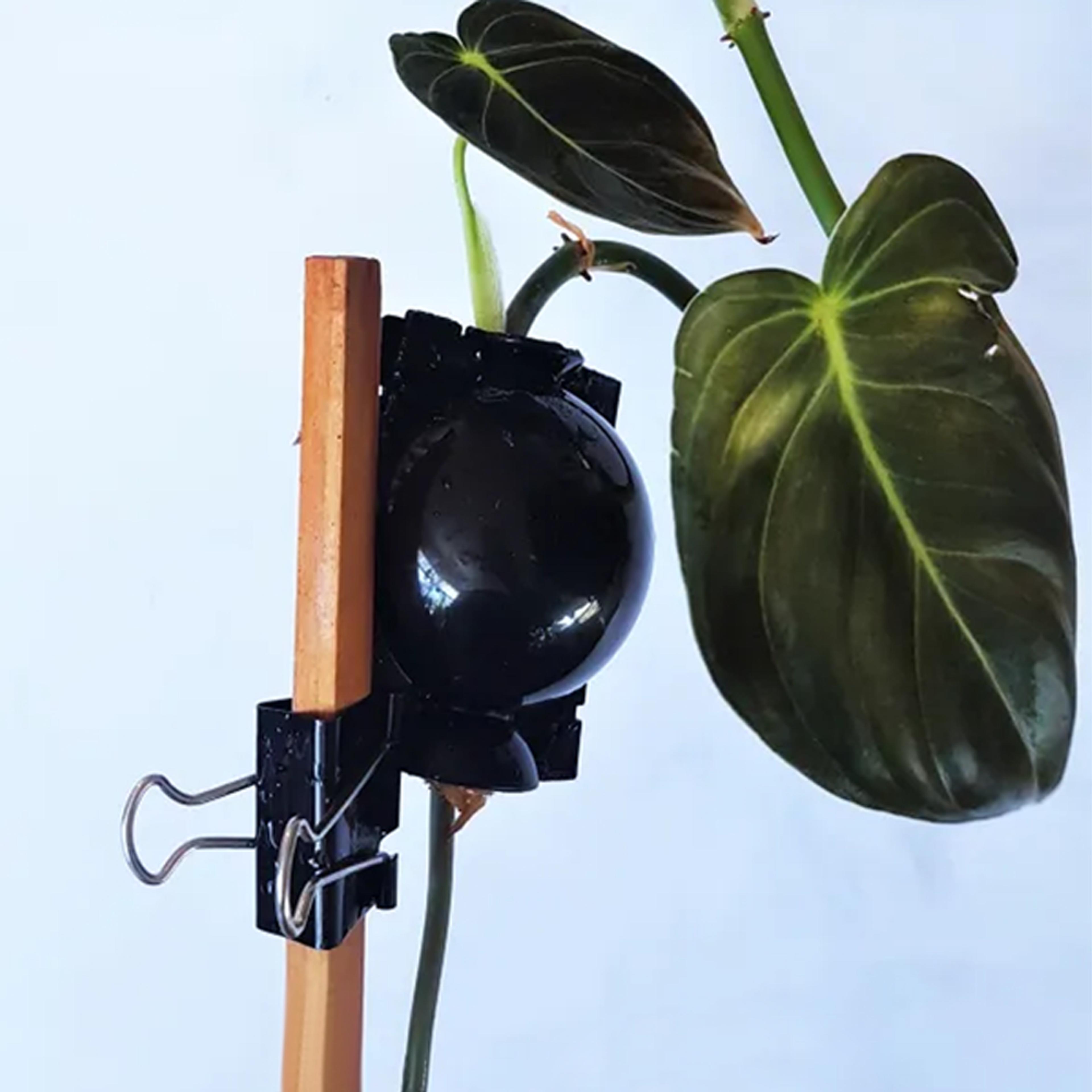 plantpropagationrootgrowingbox4.png