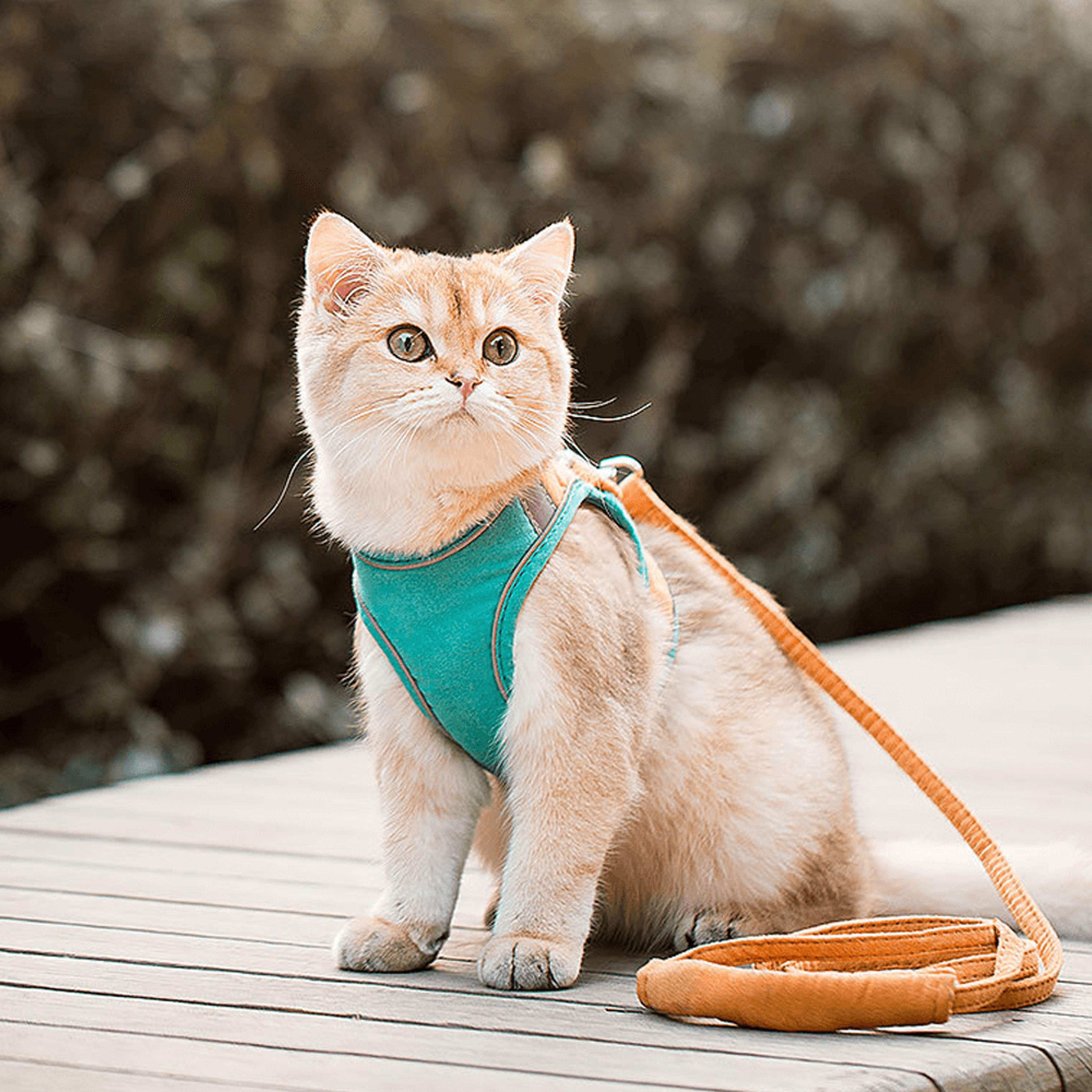 harness and leash escape proof luminous cat vest
