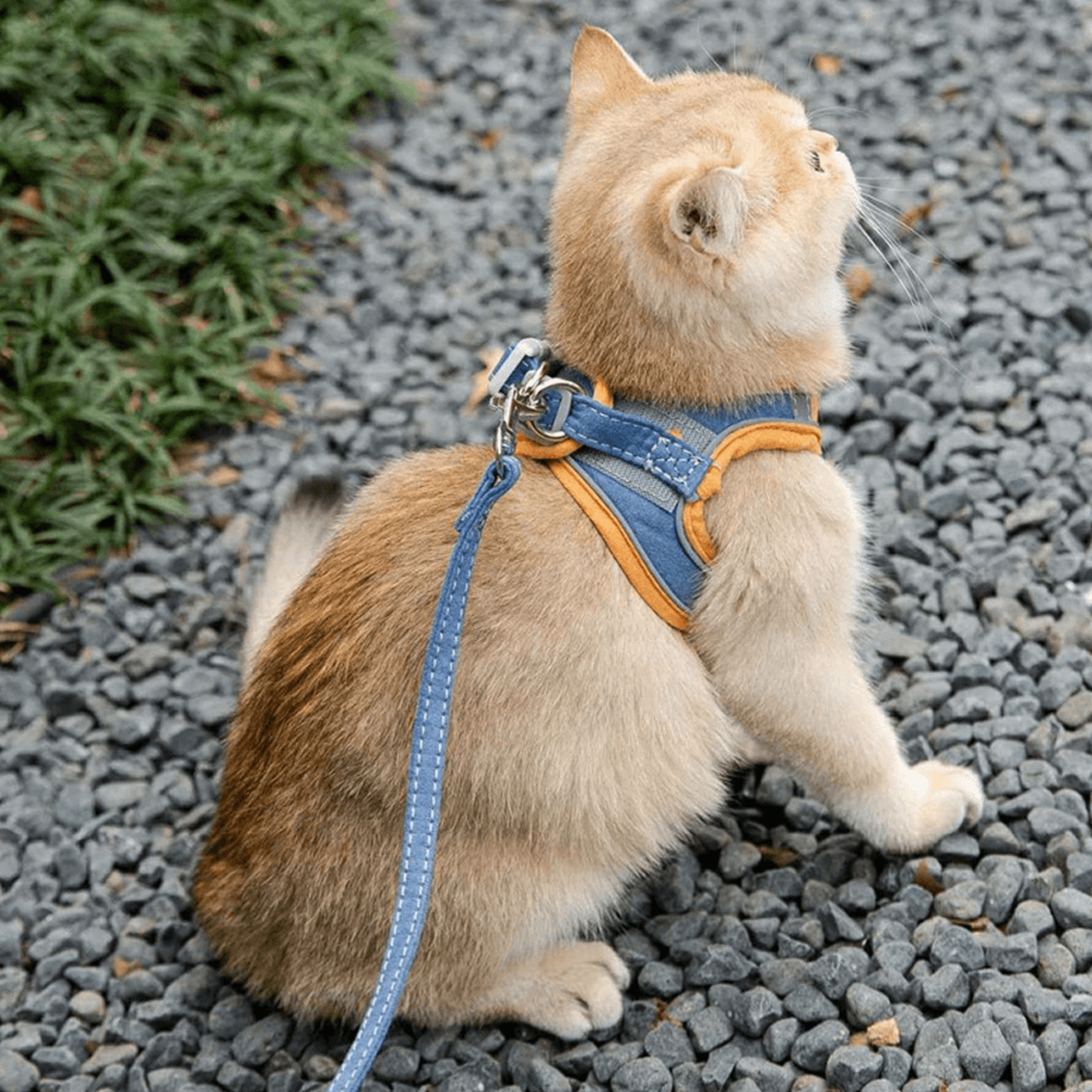 luminousadjustablecatvestharnessleashblue.png