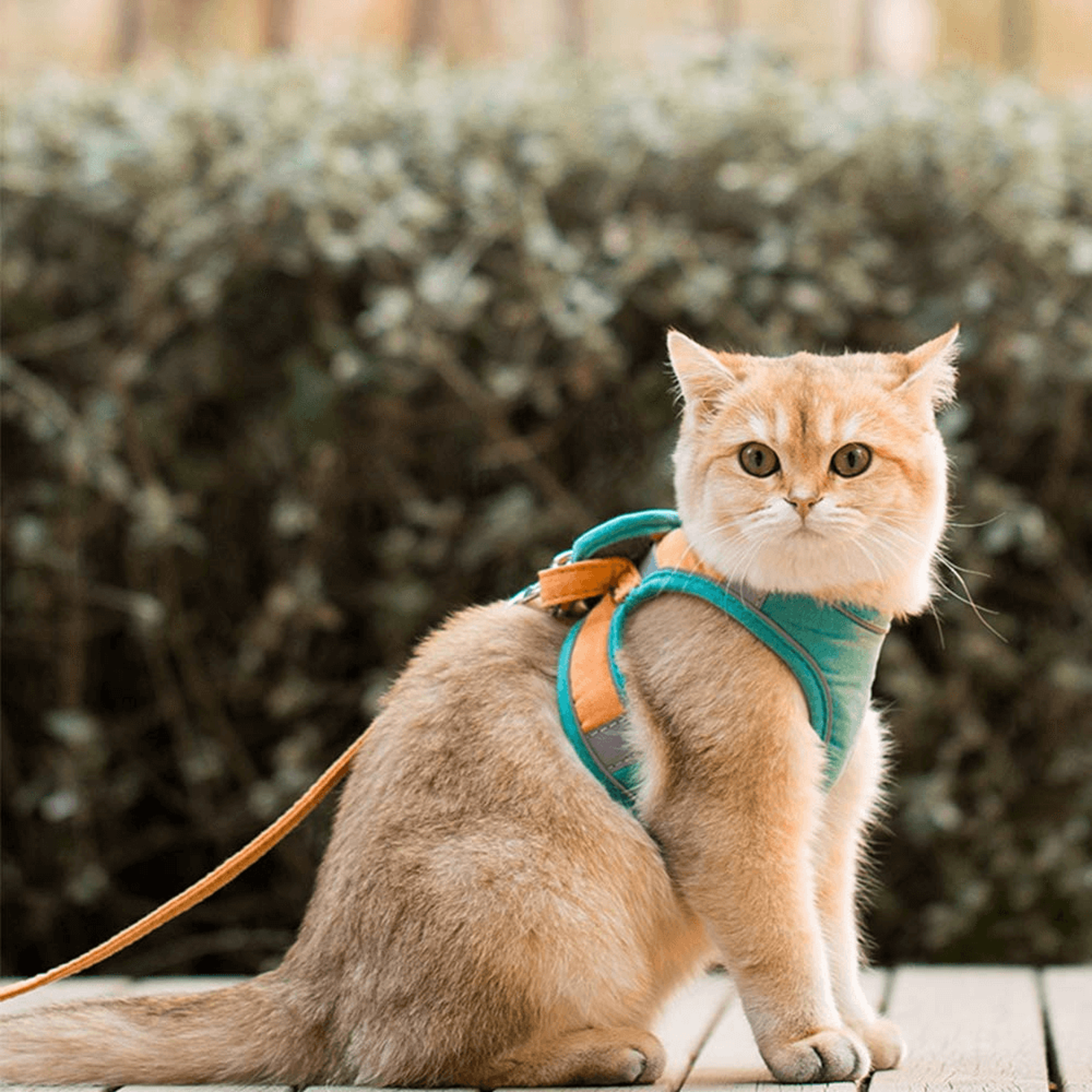 luminousadjustablecatvestharnessleash1.png