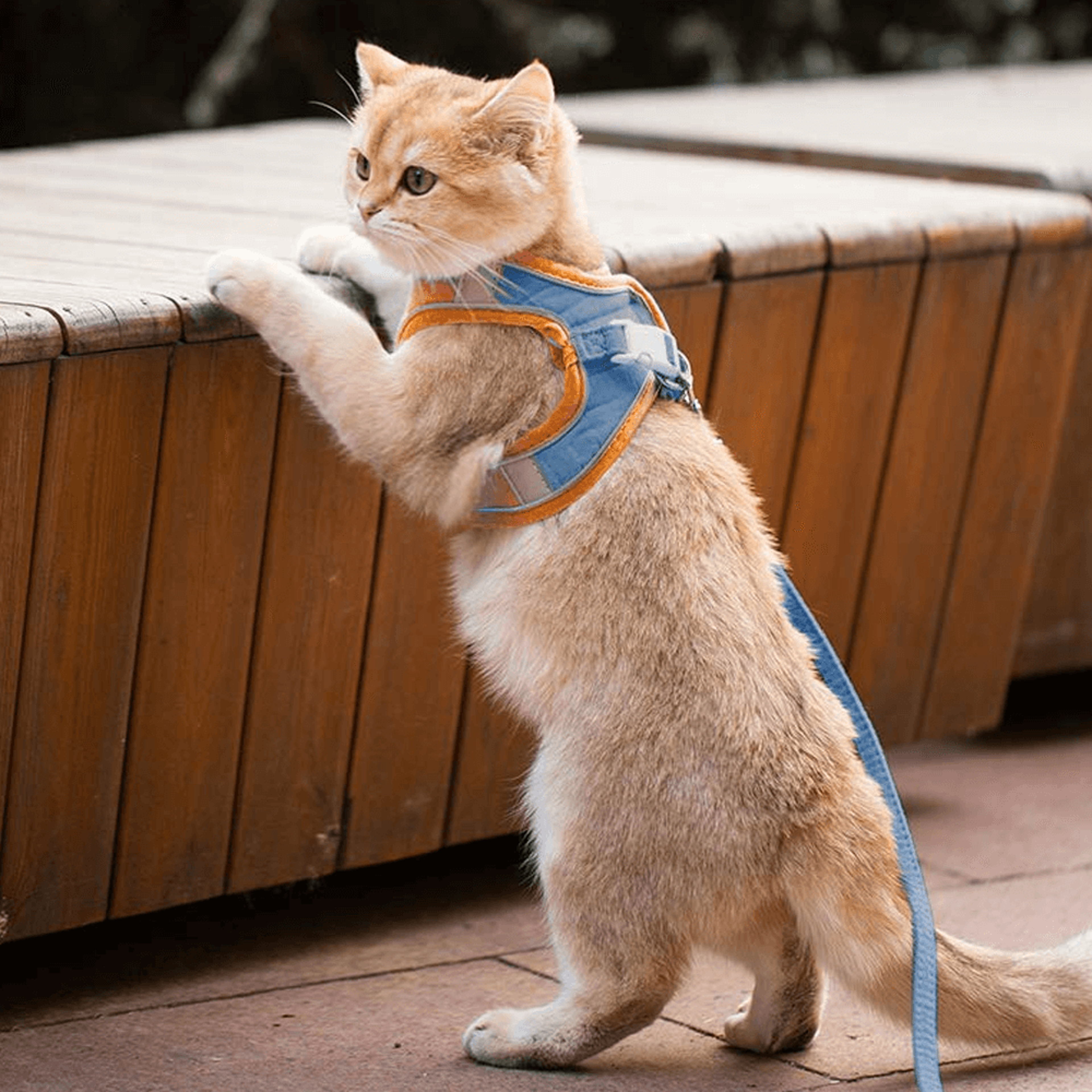 cat harness and leash for walking | adjustable kitten escape proof harnesses | luminous cat harness & leash set