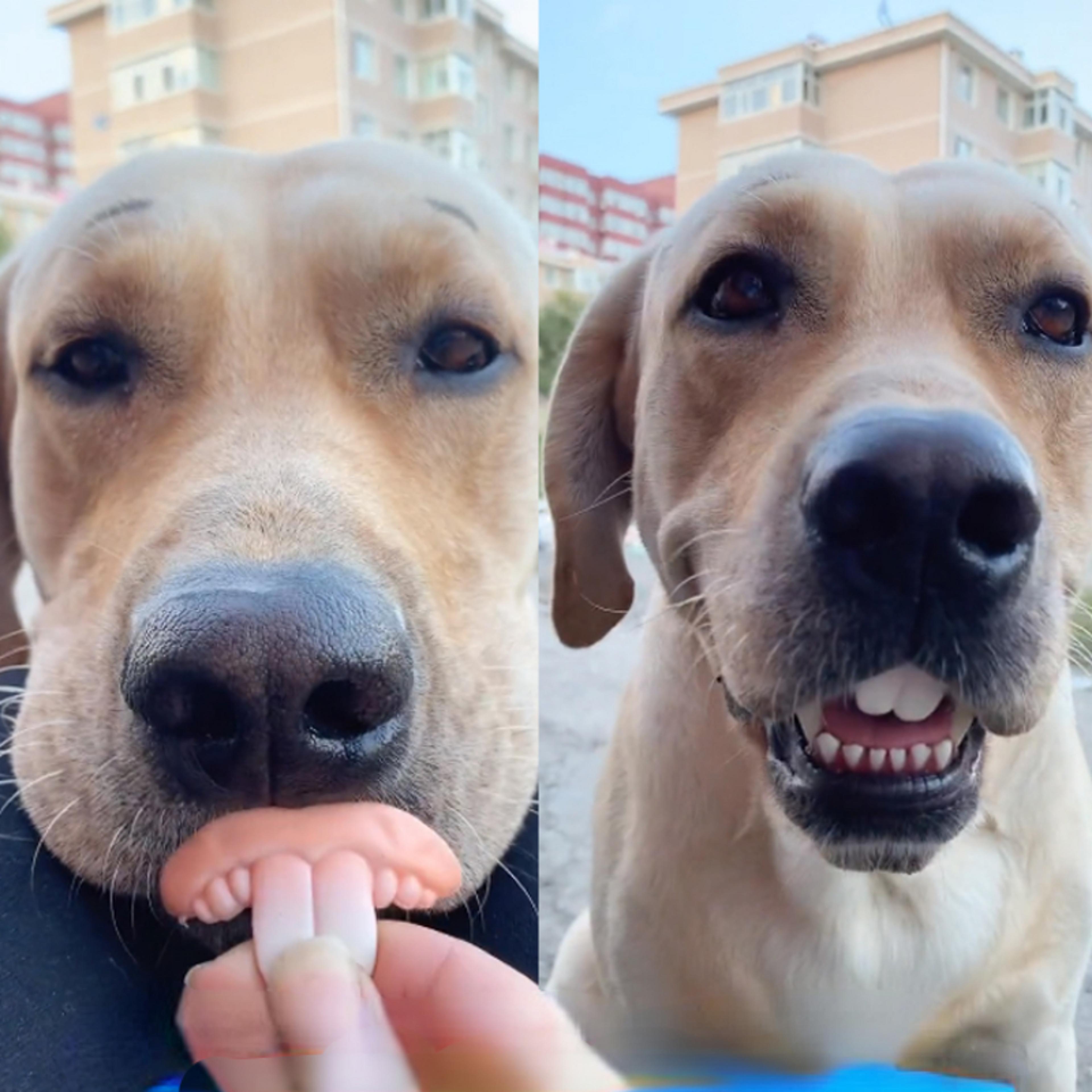 oc8hFalse-Teeth-For-Dog-Funny-Dentures-Pet-Decorating-Supplies-Halloween-Cosplay-Humans-And-Vampires-Toys-Tricky.jpg