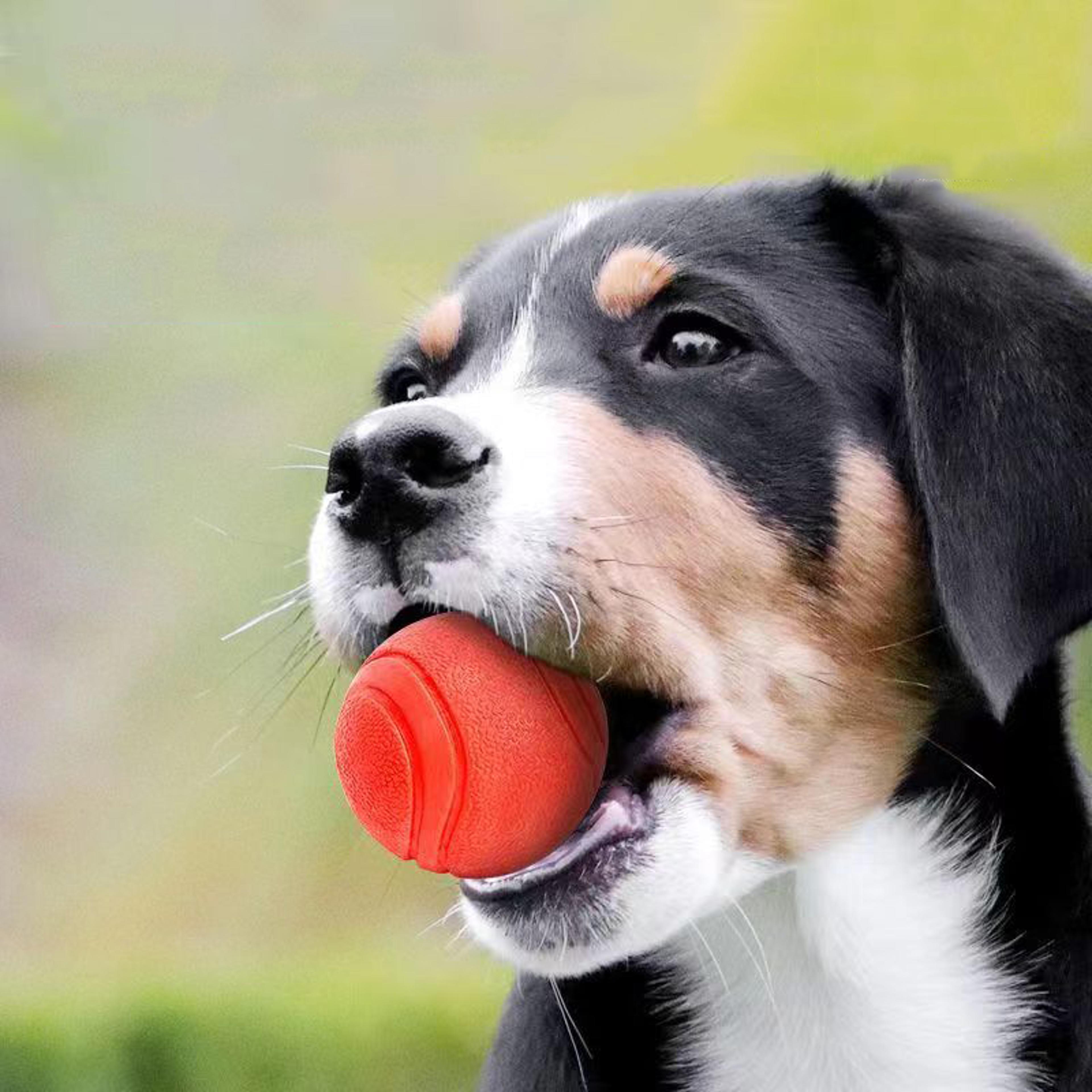 indestructible rubber dog toy ball for small and medium dogs - bite-resistant interactive training game