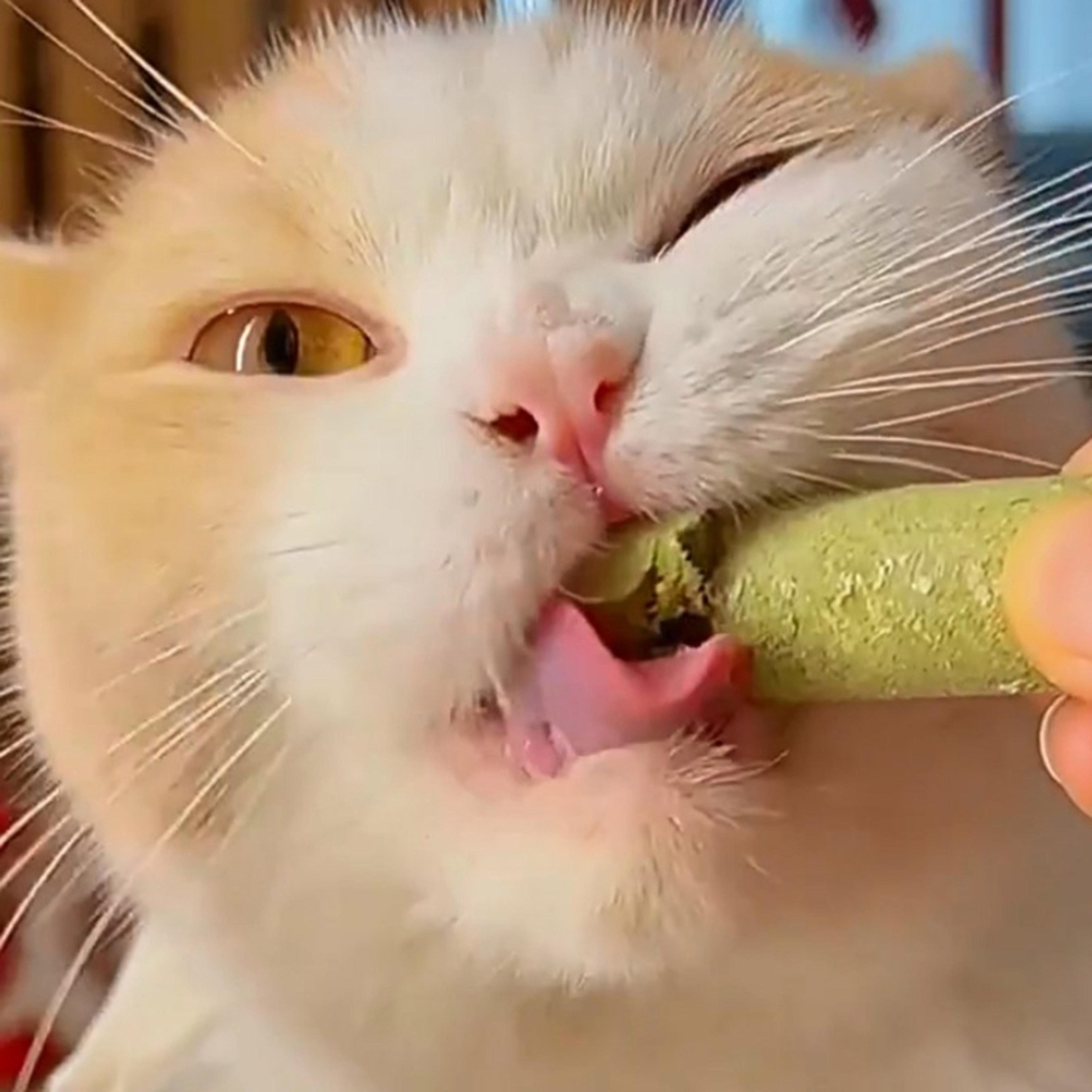 f1jD367A-Professional-Cat-Kitten-Teeth-Grinding-Grass-Rod-Toy-Pet-Natural-Stick-Dried-Natural-Cat-Grass.jpg