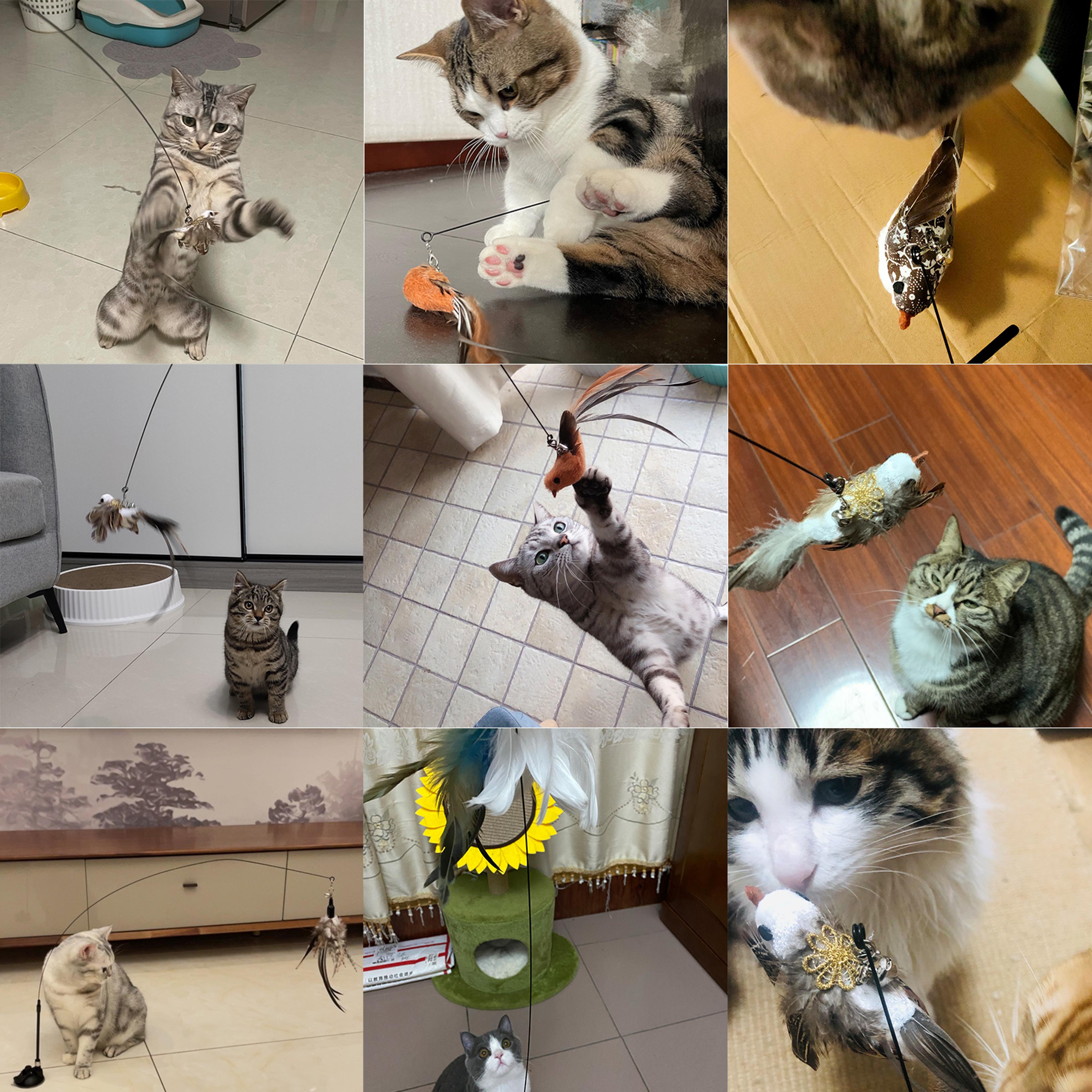 az6oHandfree-Bird-Feather-Cat-Wand-with-Bell-Powerful-Suction-Cup-Interactive-Toys-for-Cats-Kitten-Hunting.jpg