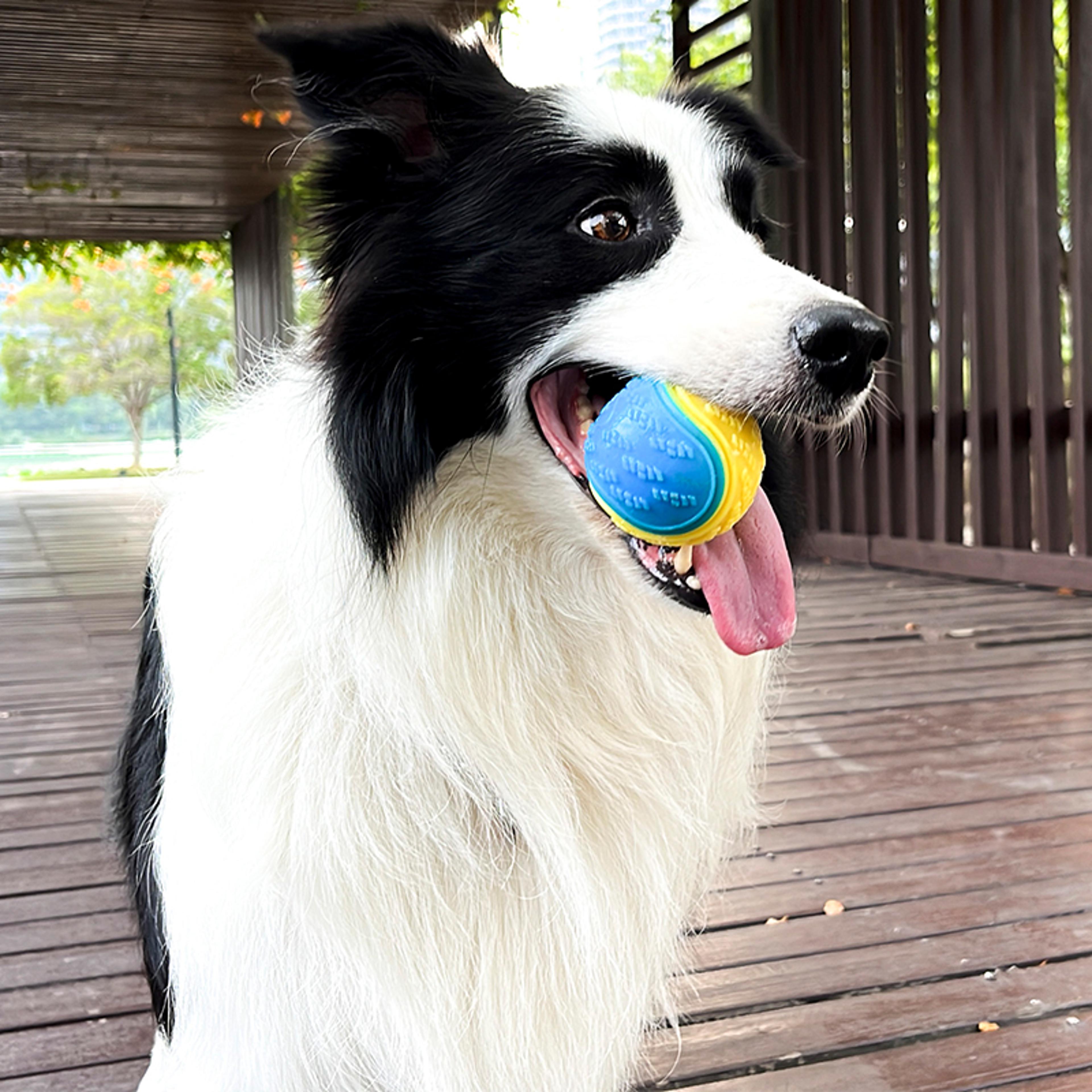BiteBounce Interactive Squeaky Dental Ball For Dogs 0