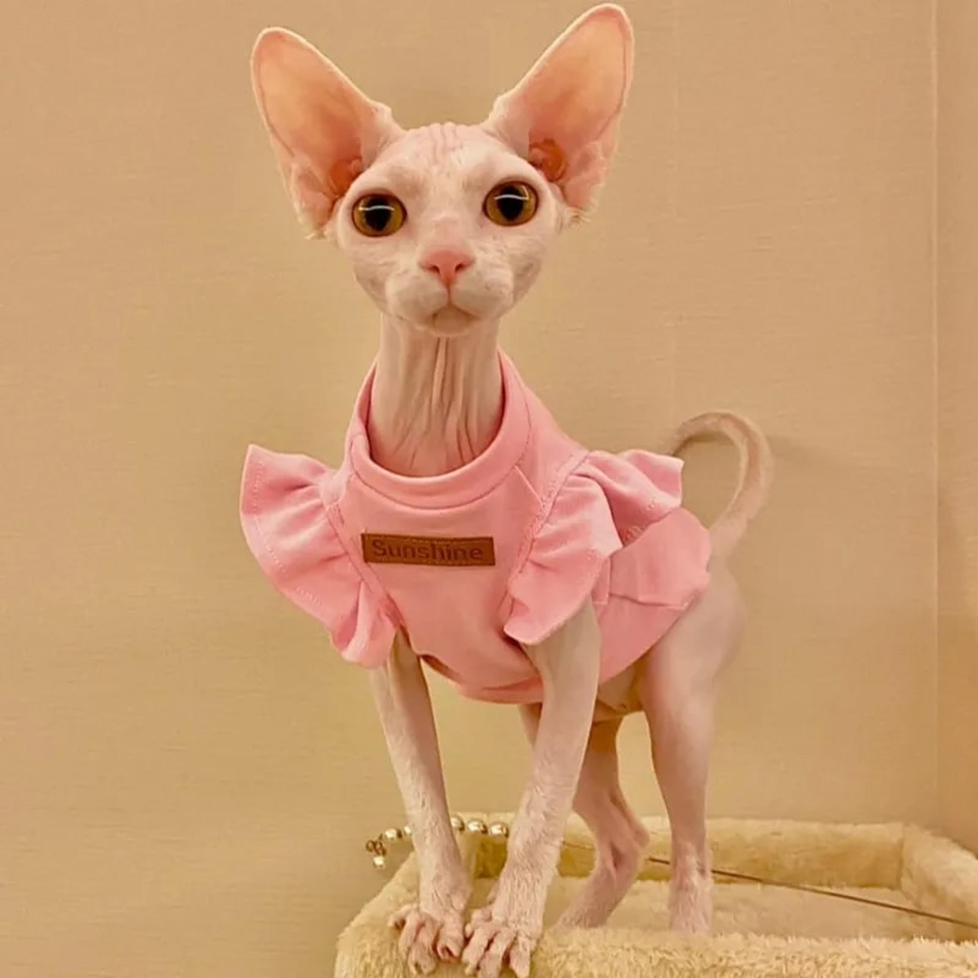 vyoL2021-Luxury-Sphynx-Cat-Clothes-Summer-Dog-Fancy-Dress-For-Hairless-Cats-Clothing-Small-French-Bulldog.jpg