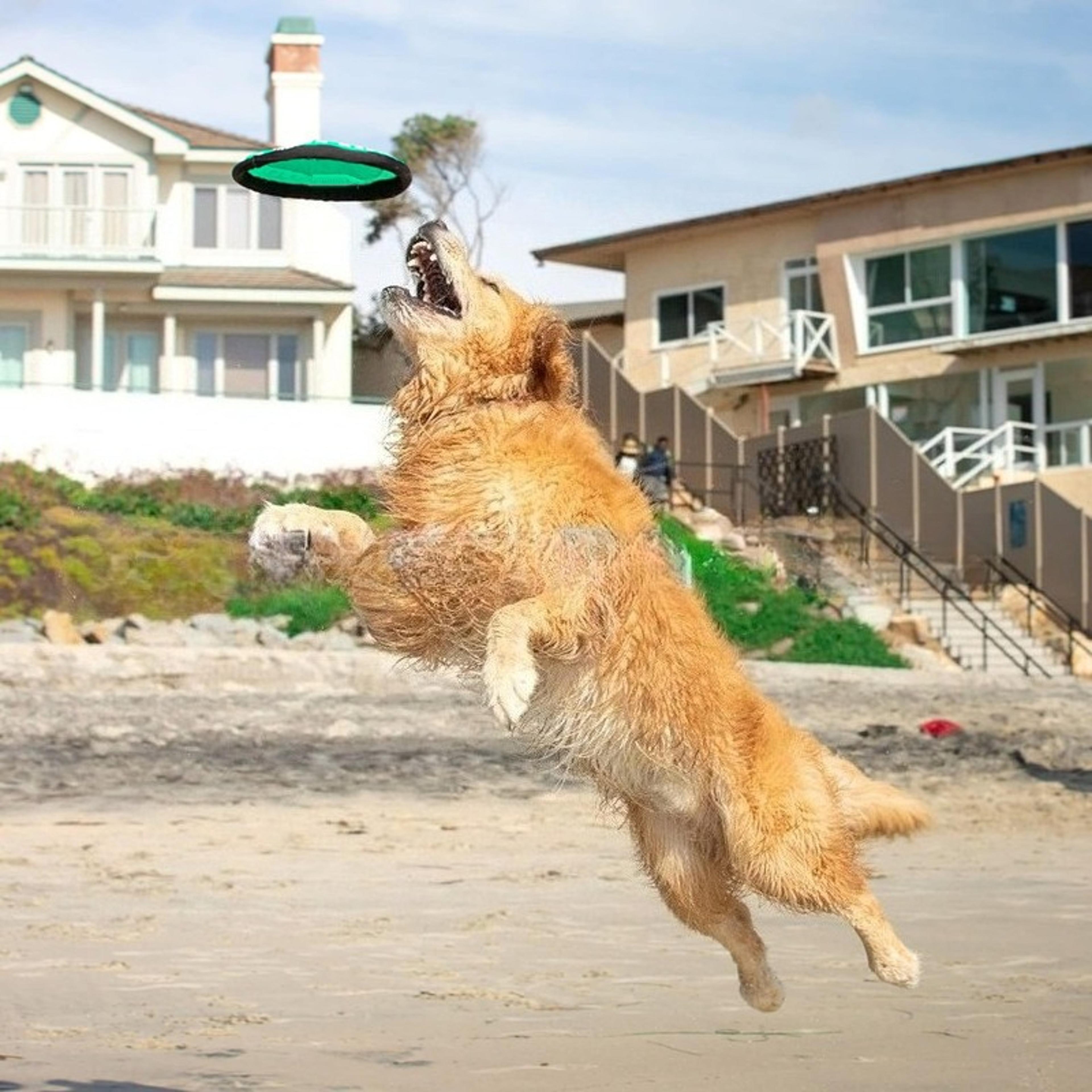 Portable Dog Training Flying Disc Breathable  Easy To Clean Interactive Training Toy For Pets 4