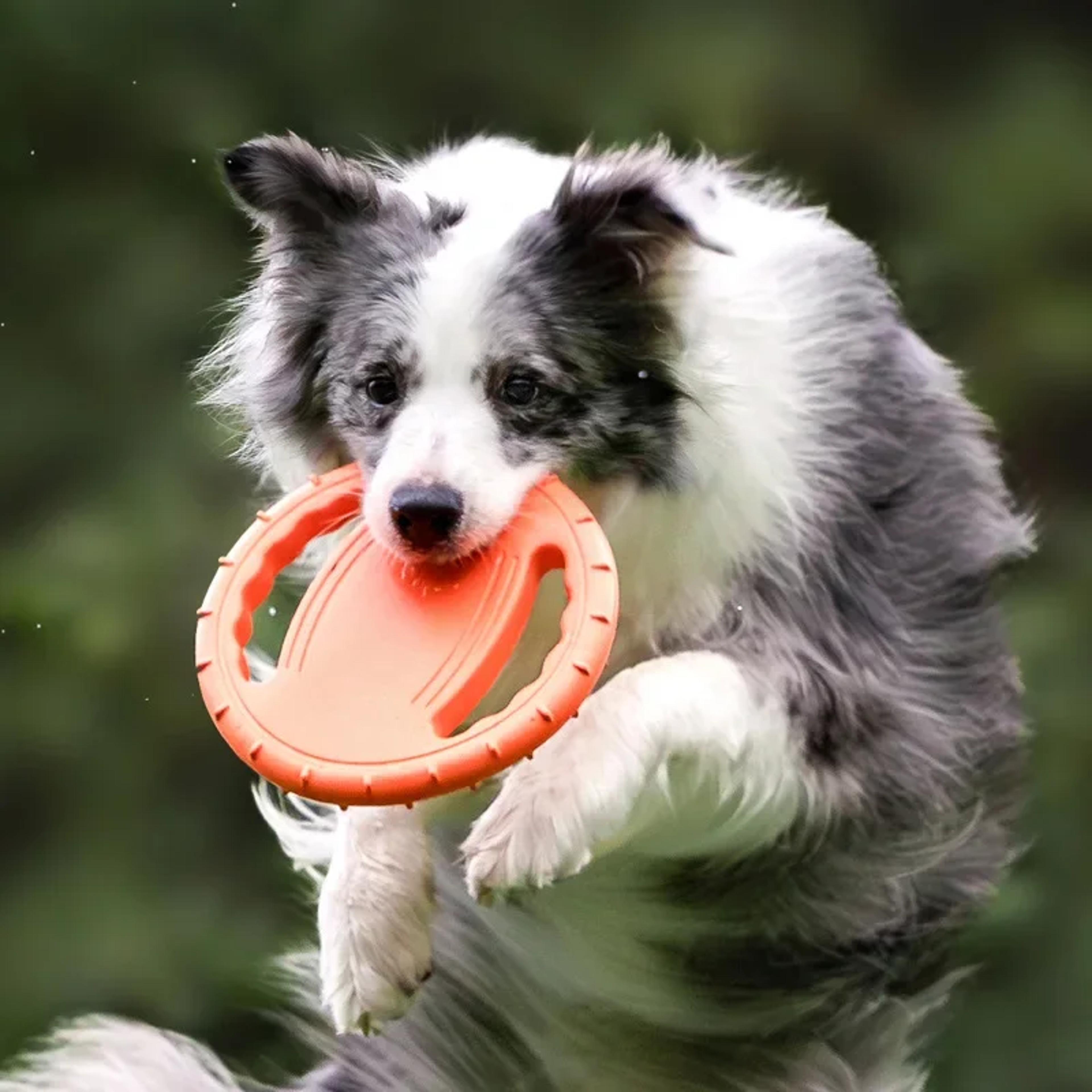 Dog Flying Disc Training Ring Bite Resistant Interactive Fetch Toy For Small And Medium Dogs 0