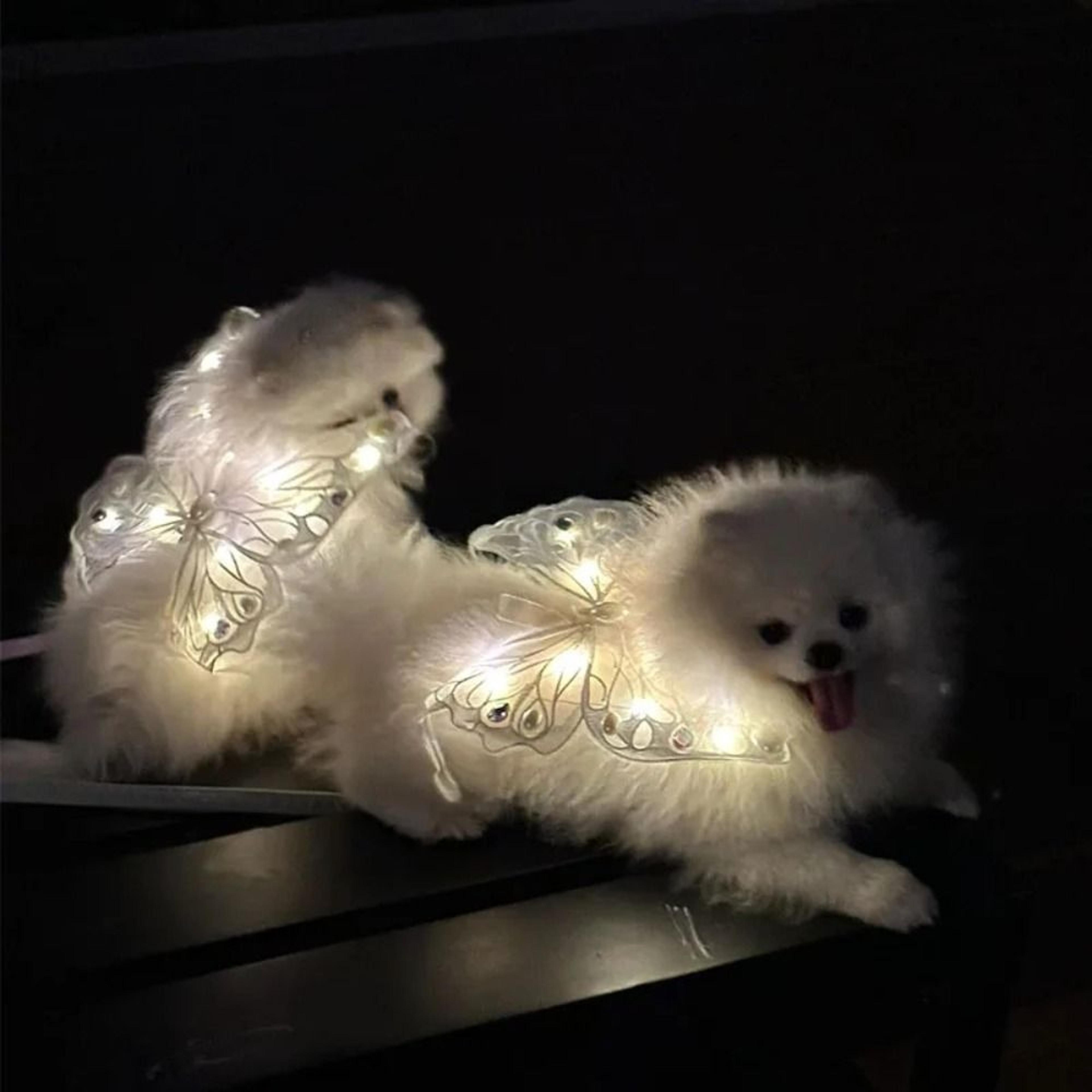 Glowing Dog Butterfly Wings Adjustable Pet Costume Wings For Small  Medium Dogs 4