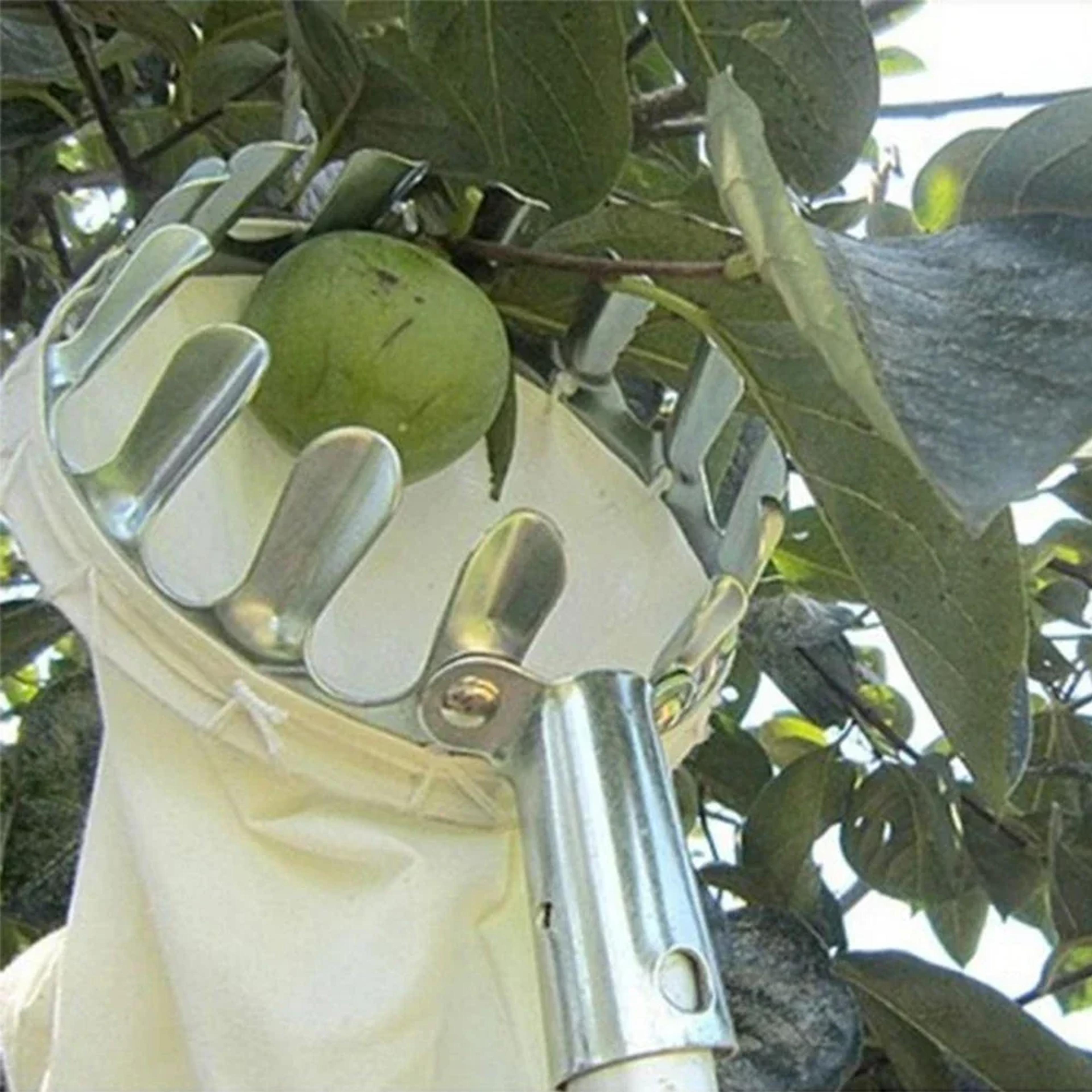fruit picker head with detachable collection pouch for garden and orchard harvesting