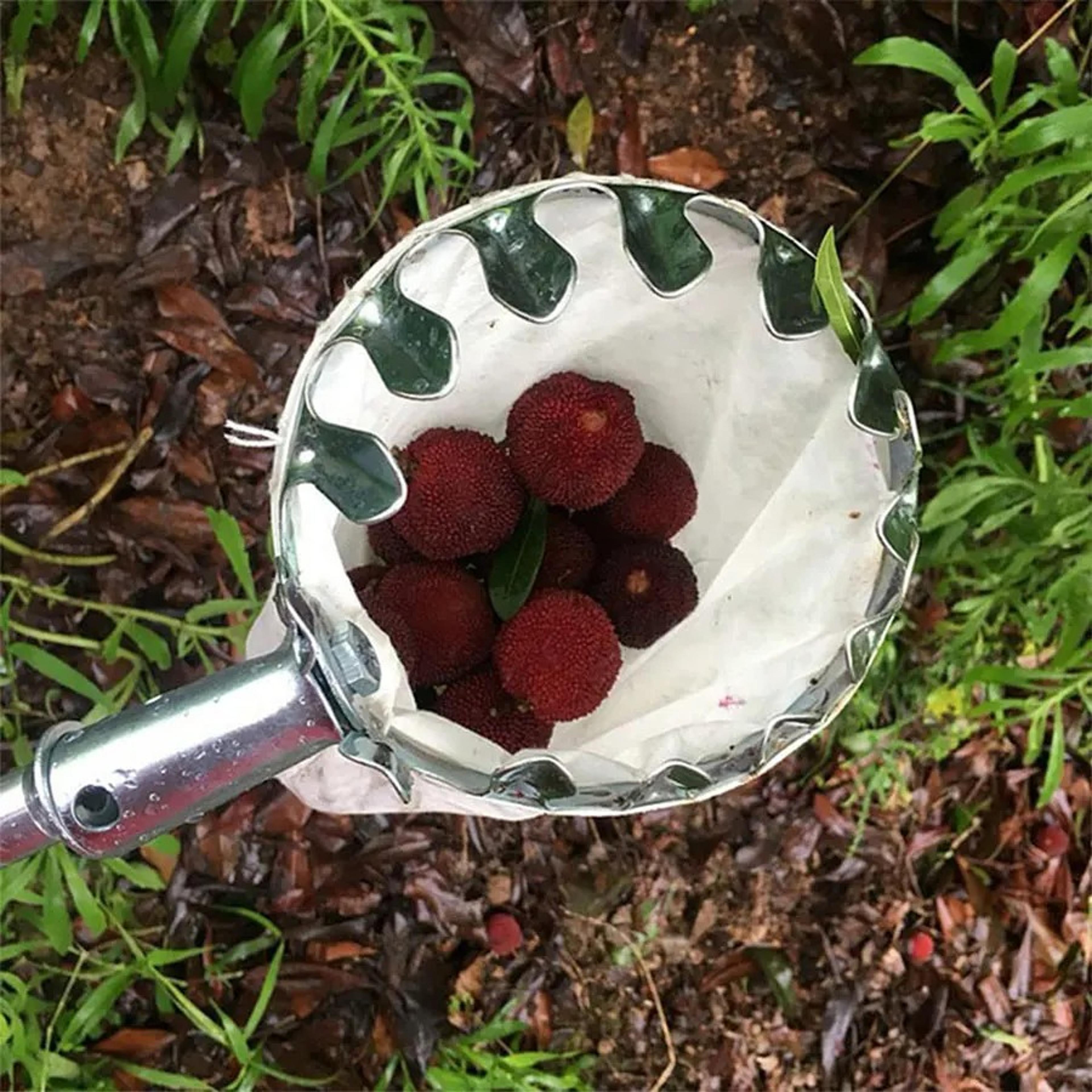 sturdy fruit picker basket for high branch apple pear and citrus harvesting