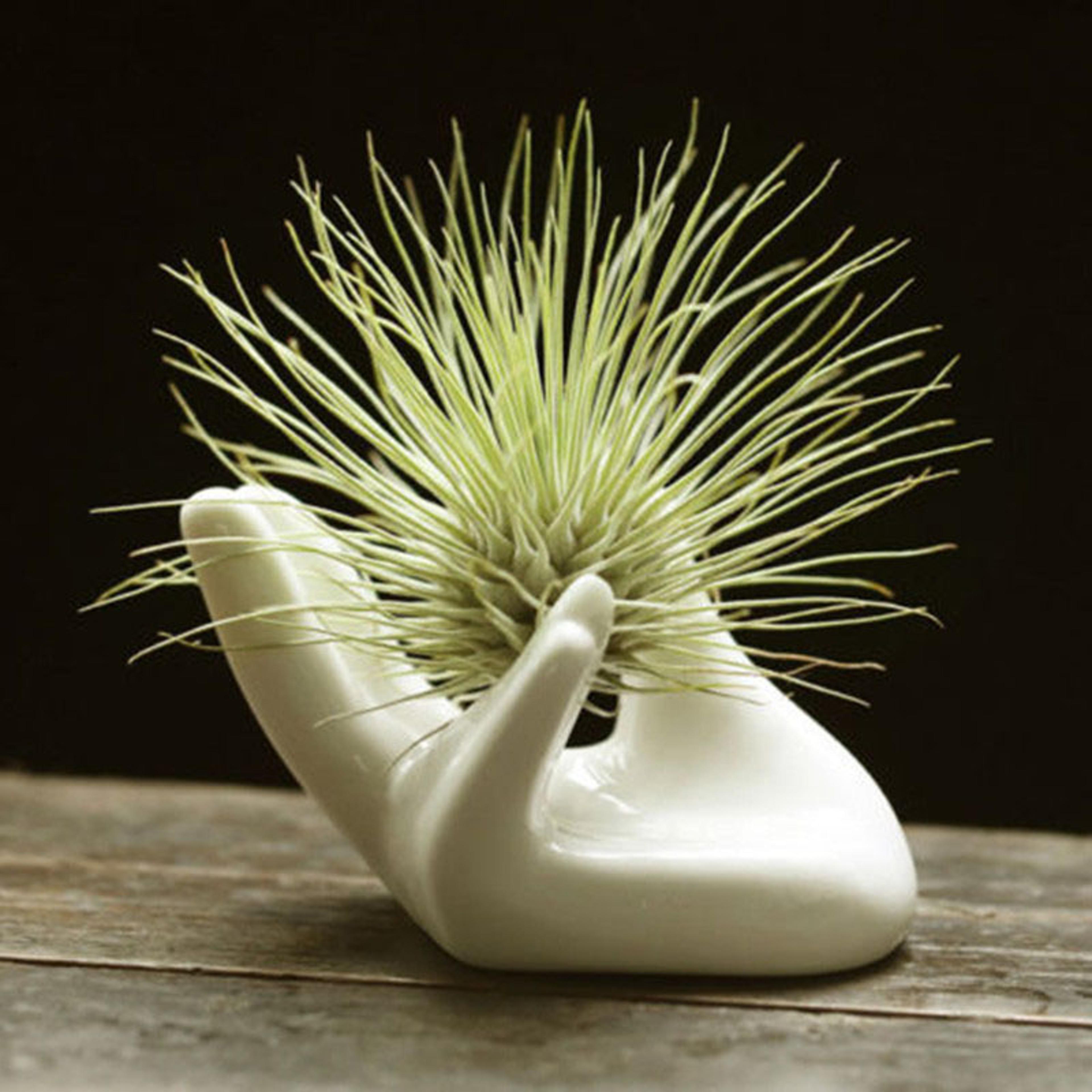 minimalist ceramic air plant holder for tillandsia desk decor
