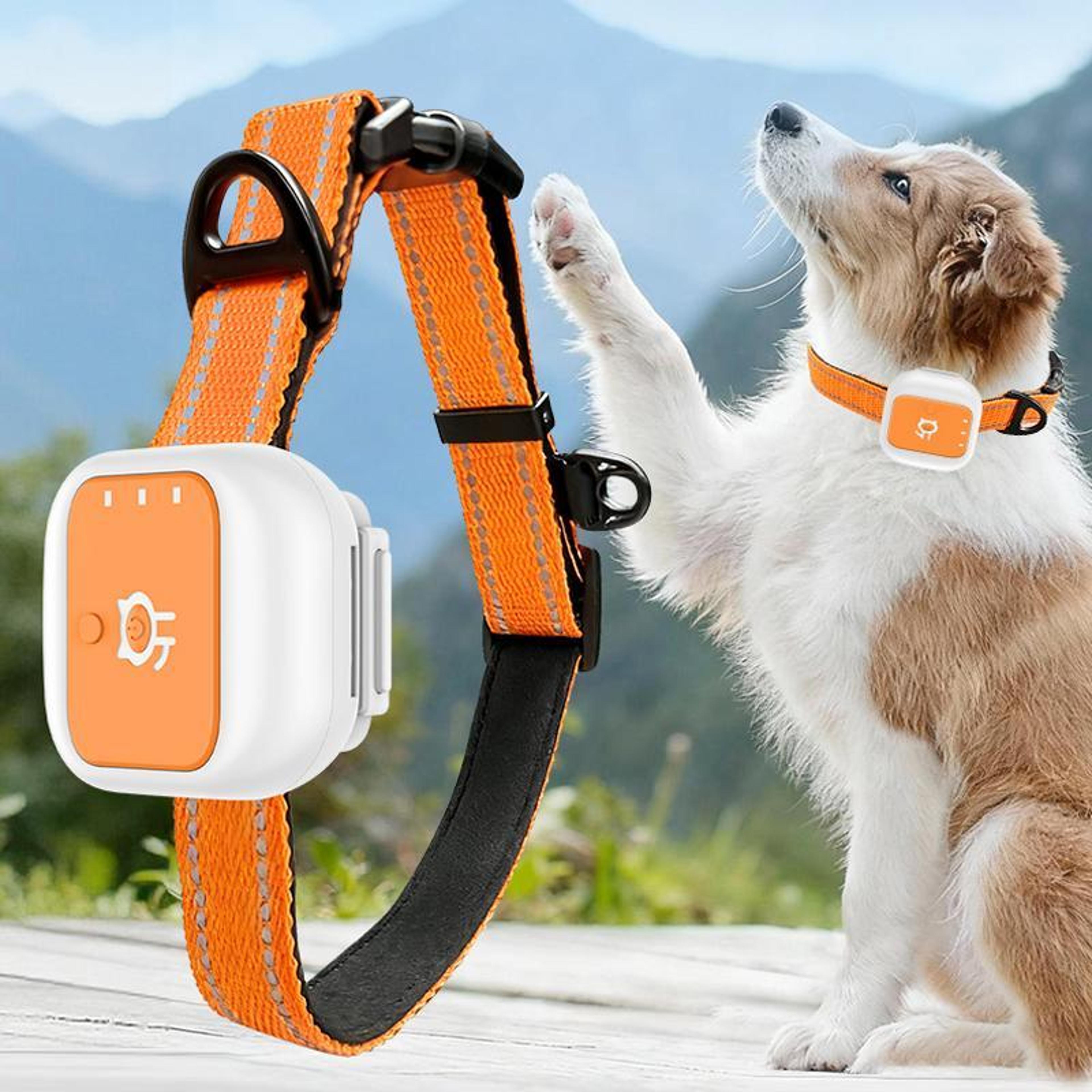 safepaw 4g gps pet tracker collar with real time location, sos alert & virtual fence