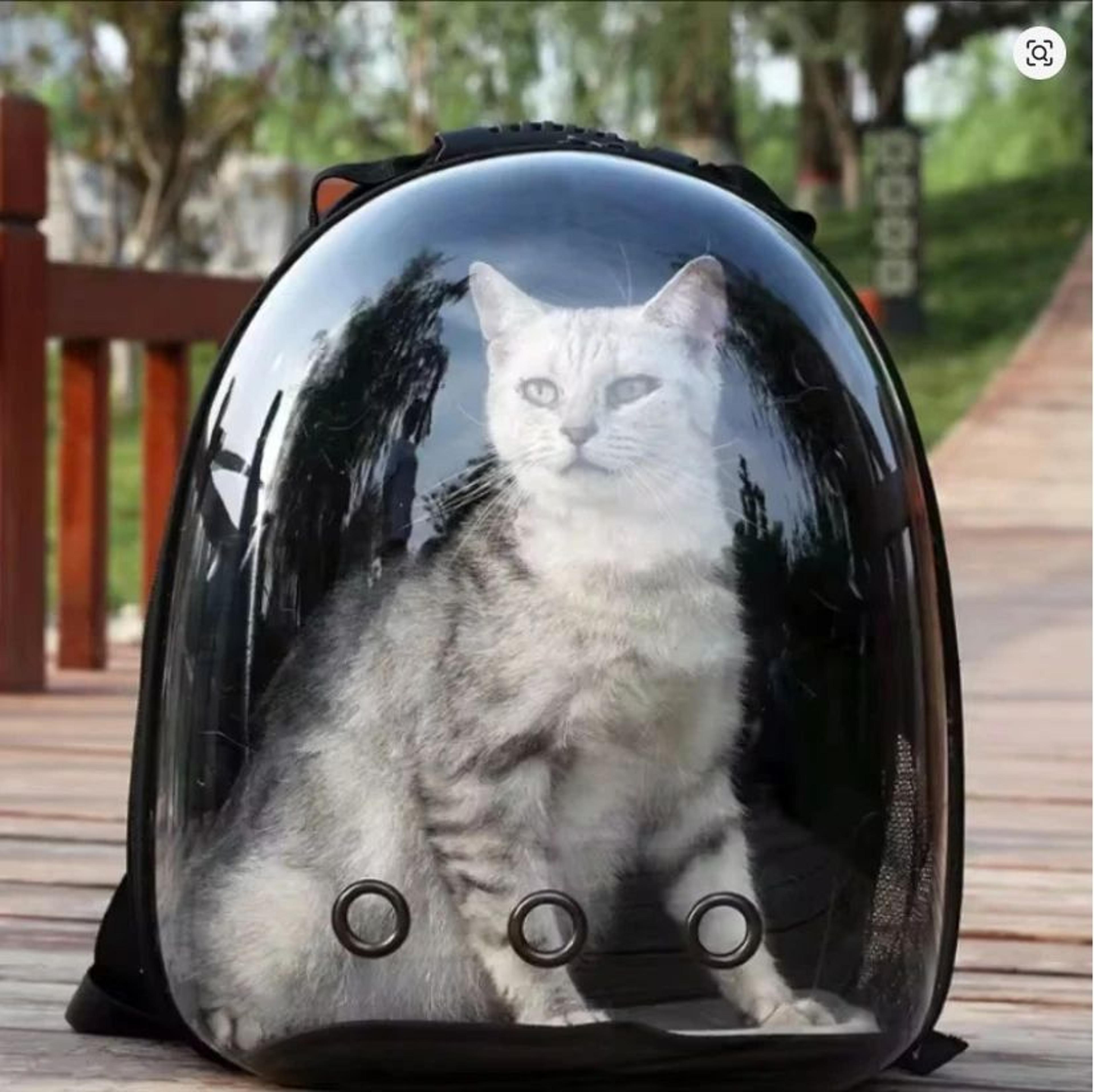 transparent bubble cat pet carrier backpack for travels