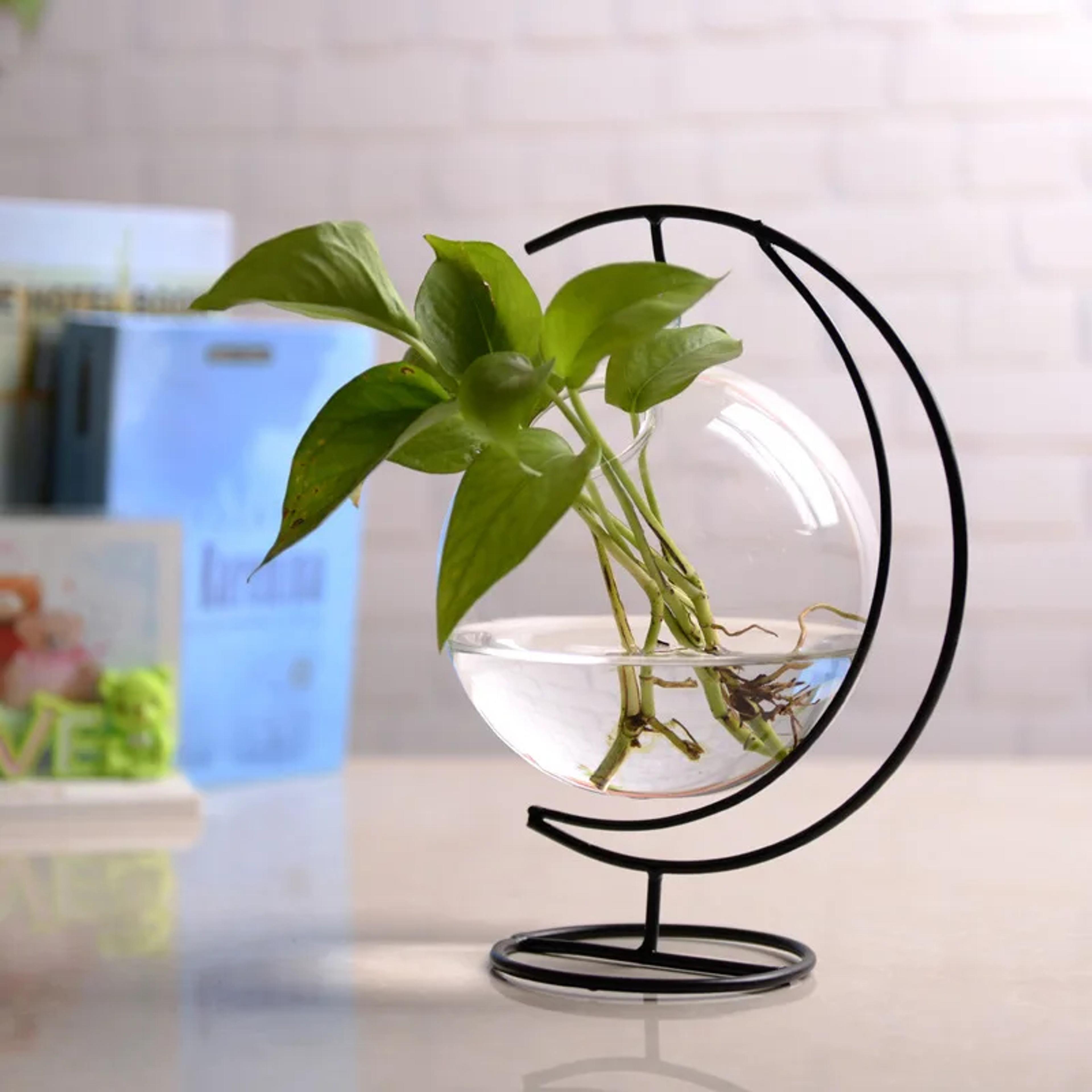Suspended Transparent Hanging Glass Fish Tank Infusion Bottle Aquarium 2
