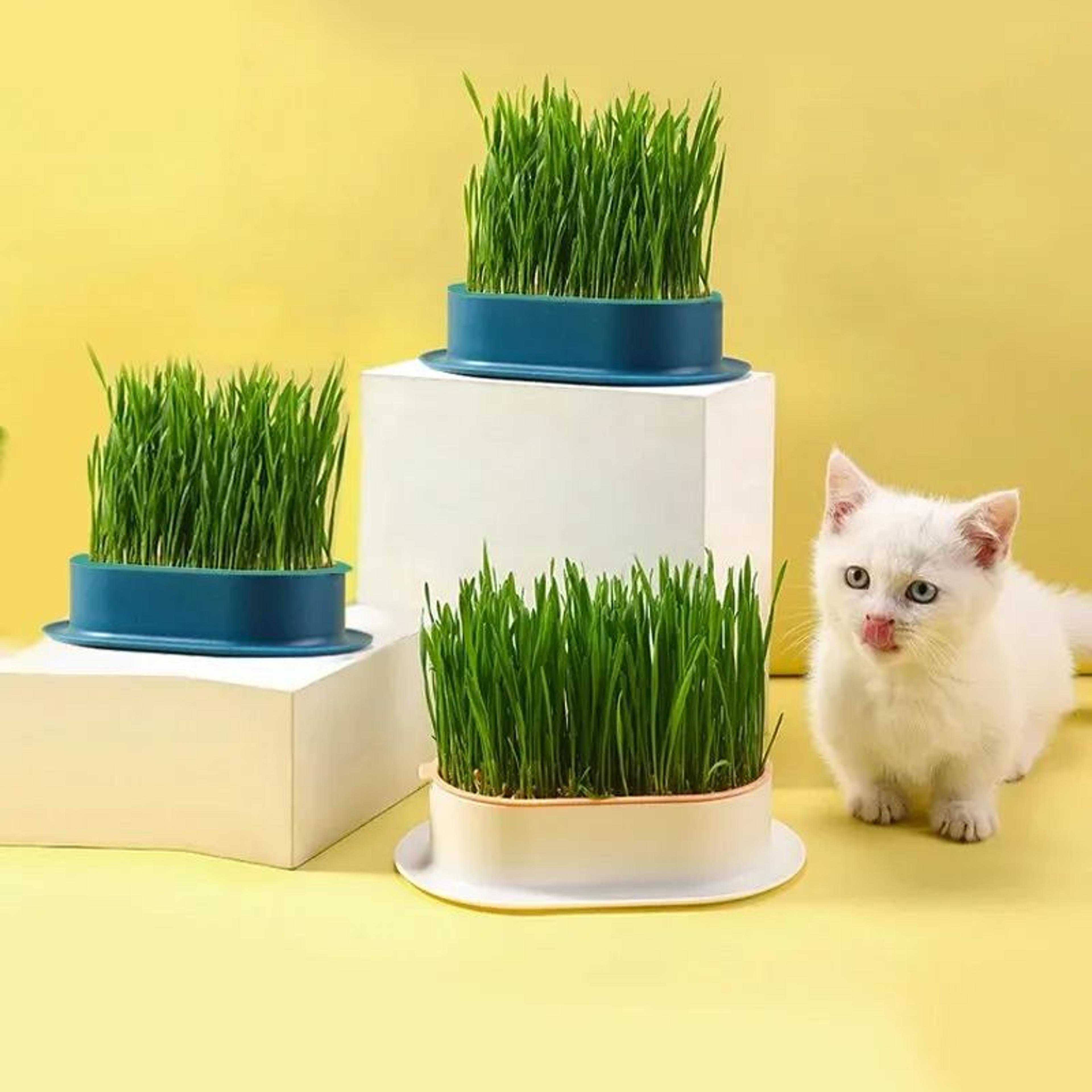Pet Cat Sprout Dish Growing Pot Hydroponic Cat Grass Germination Kit For Digestion Greenhouse Grow