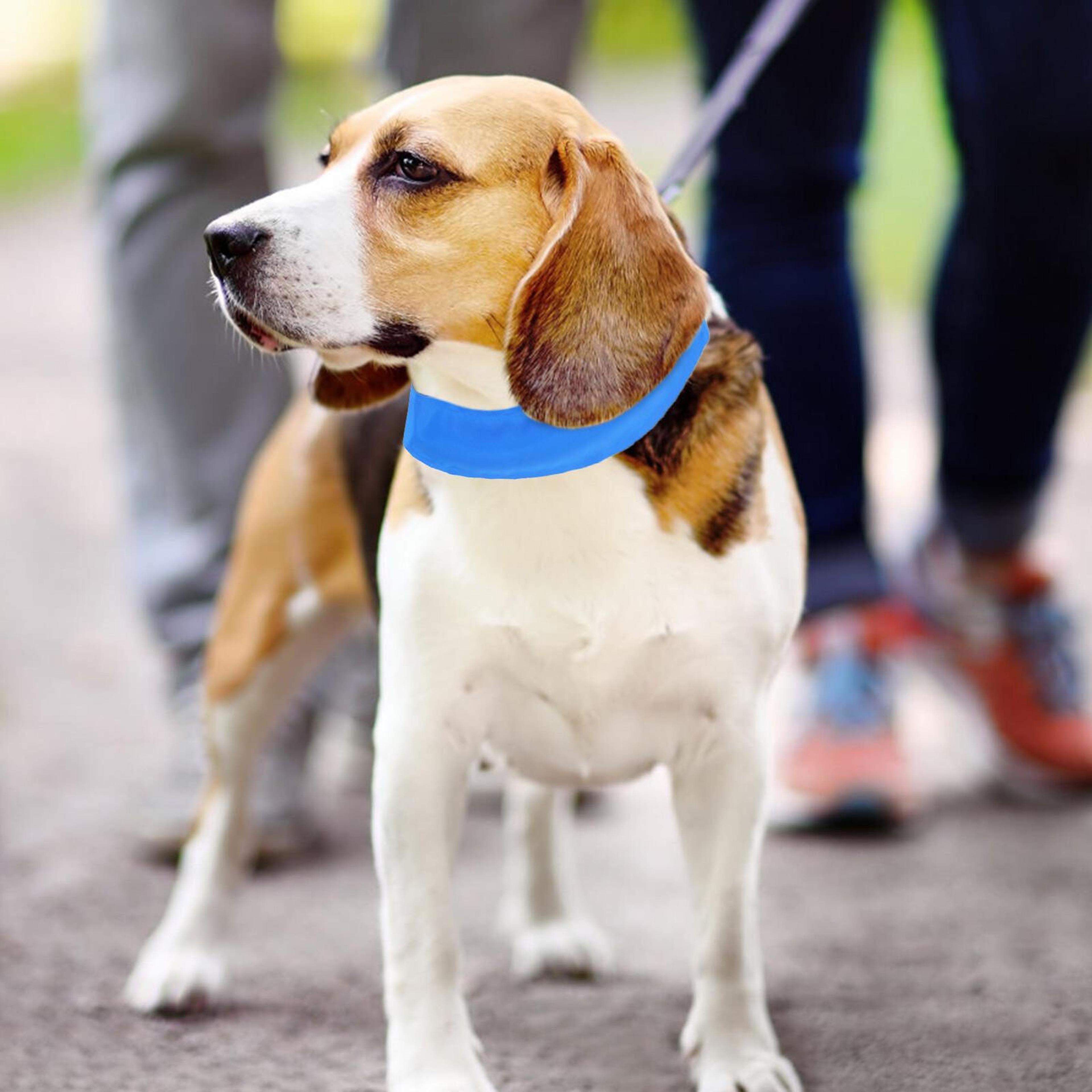 icy collar