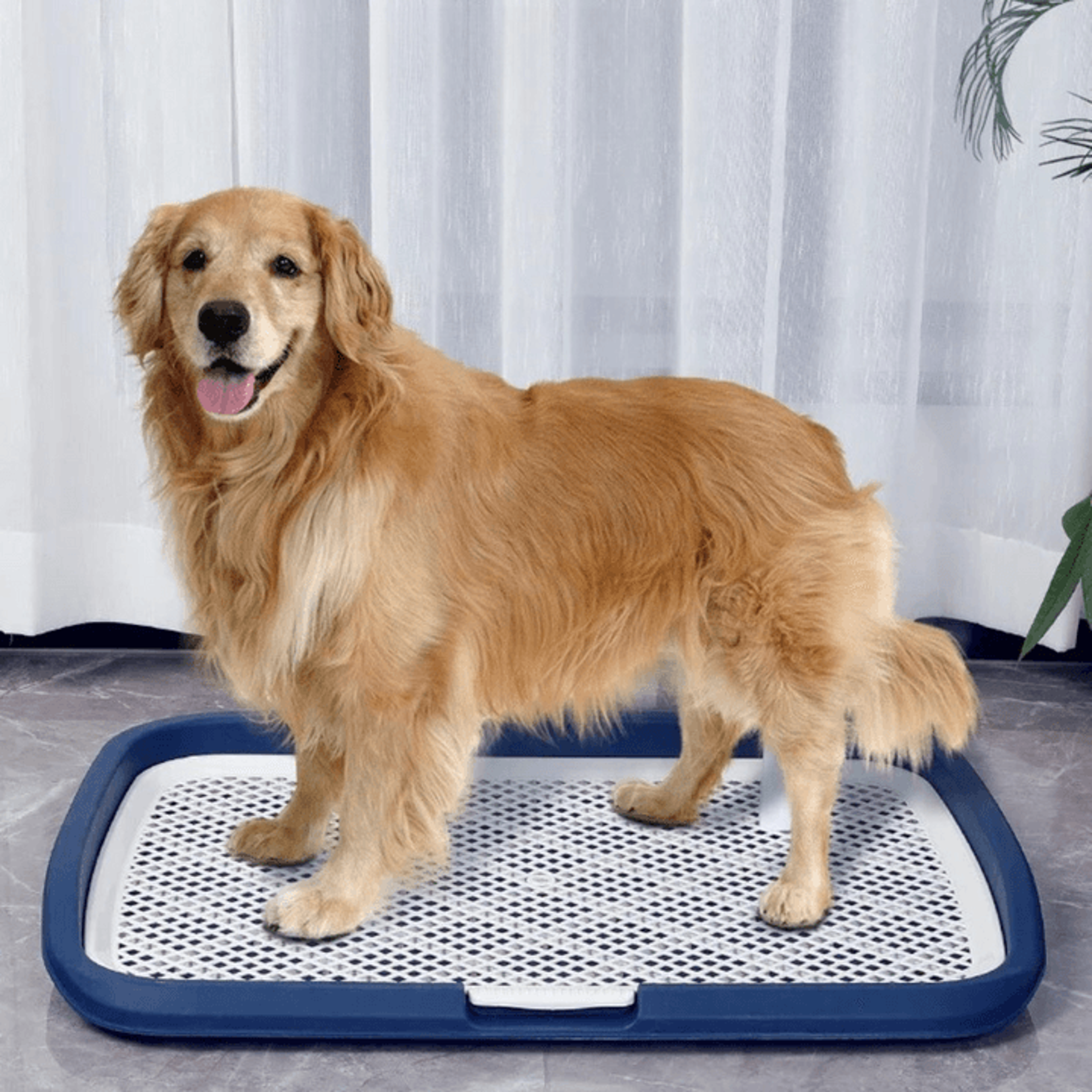 Dog Potty Training Toilet Reusable Plastic Pee Pad Holder With Removable Net For Pets 1