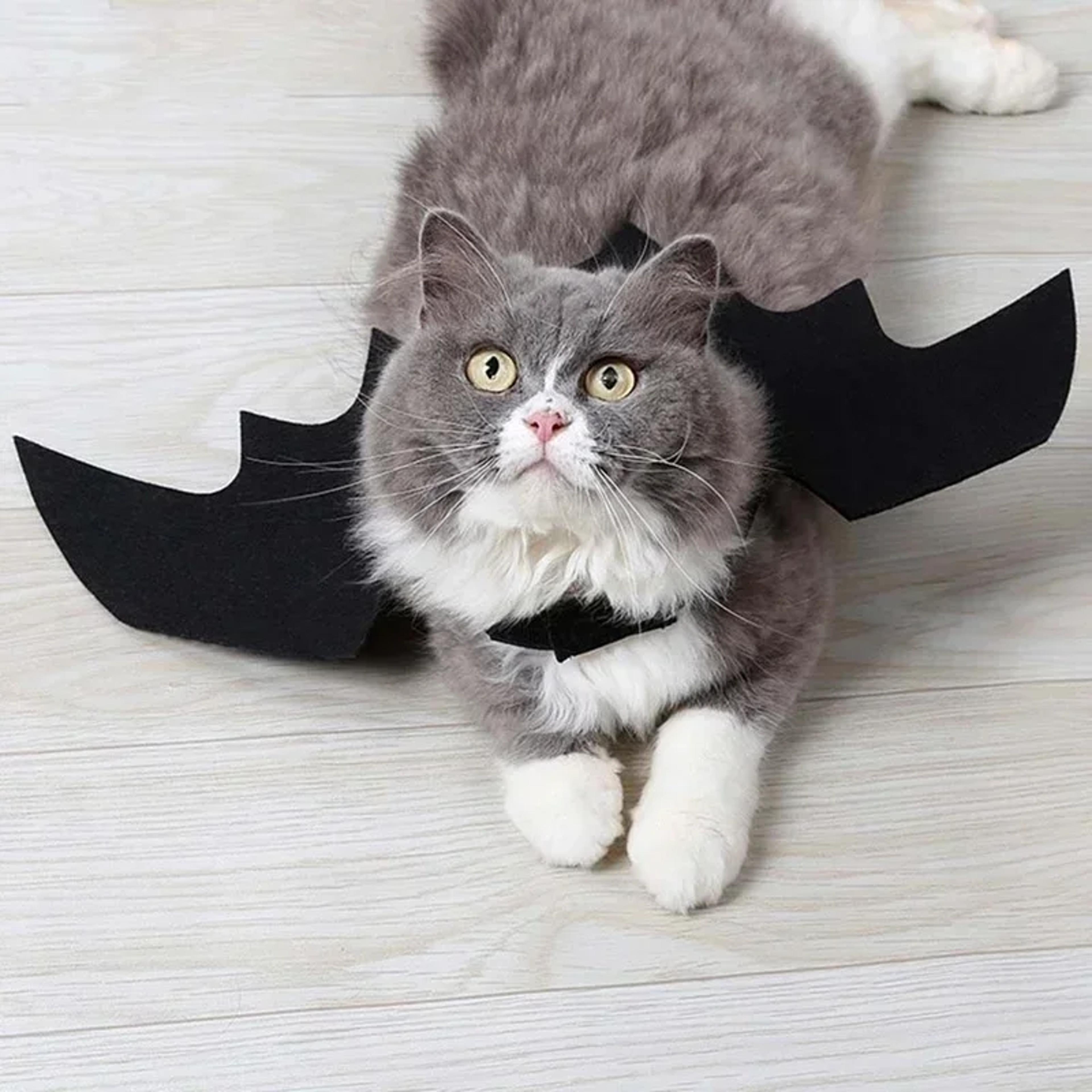 Cosplay Cat And Dog Outfit Black Bat Wings Creative Cute Pet Clothes Party Costume 4