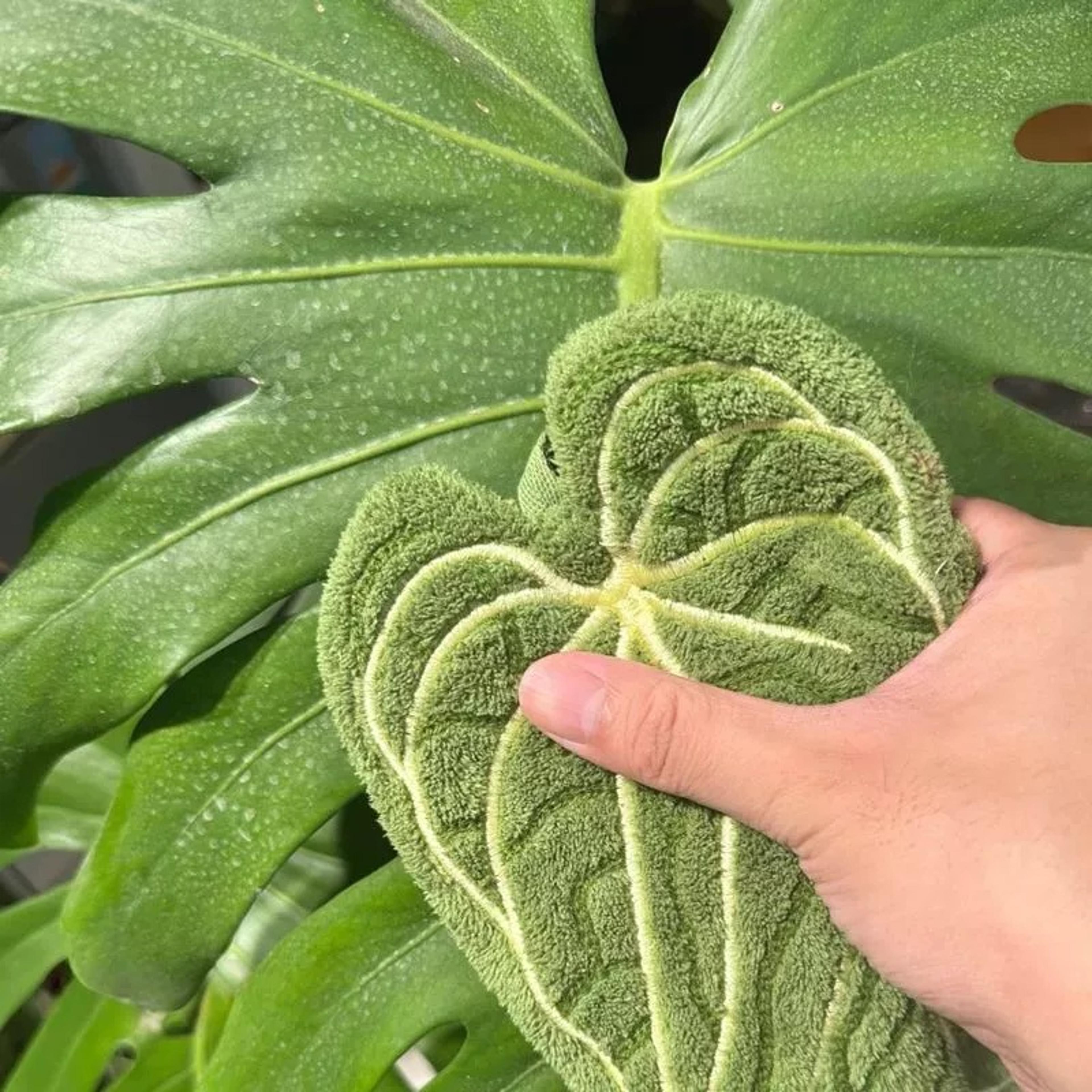 Tropical Leaf Bathroom Kitchen Towel Quick Dry Plant Towels Ultra Absorbent Hand Thumb Towel With H 4