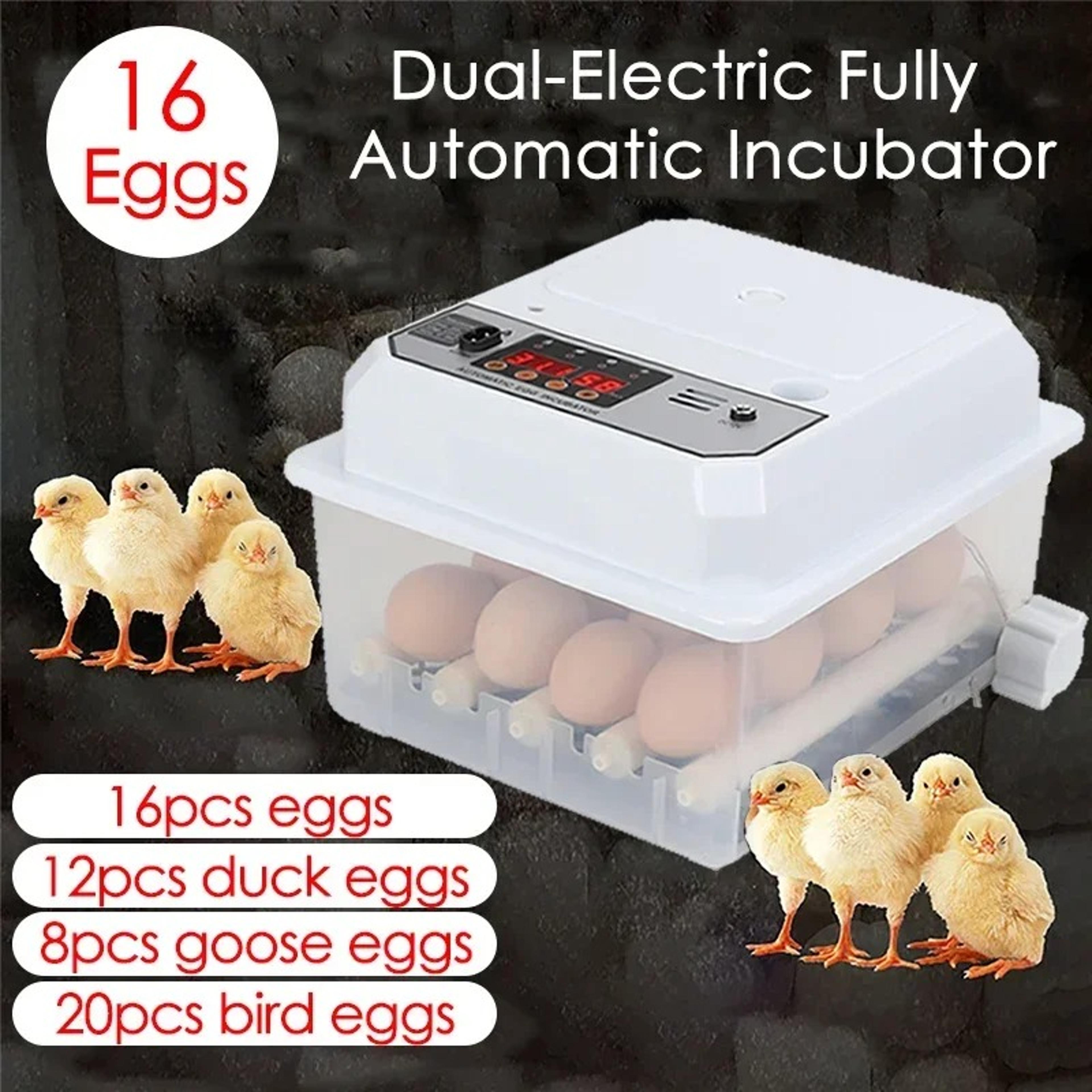 Egg Automatic Mini Incubator With Dual Power  AutoTurning For Poultry Ducks Geese  Birds  Home Use 1