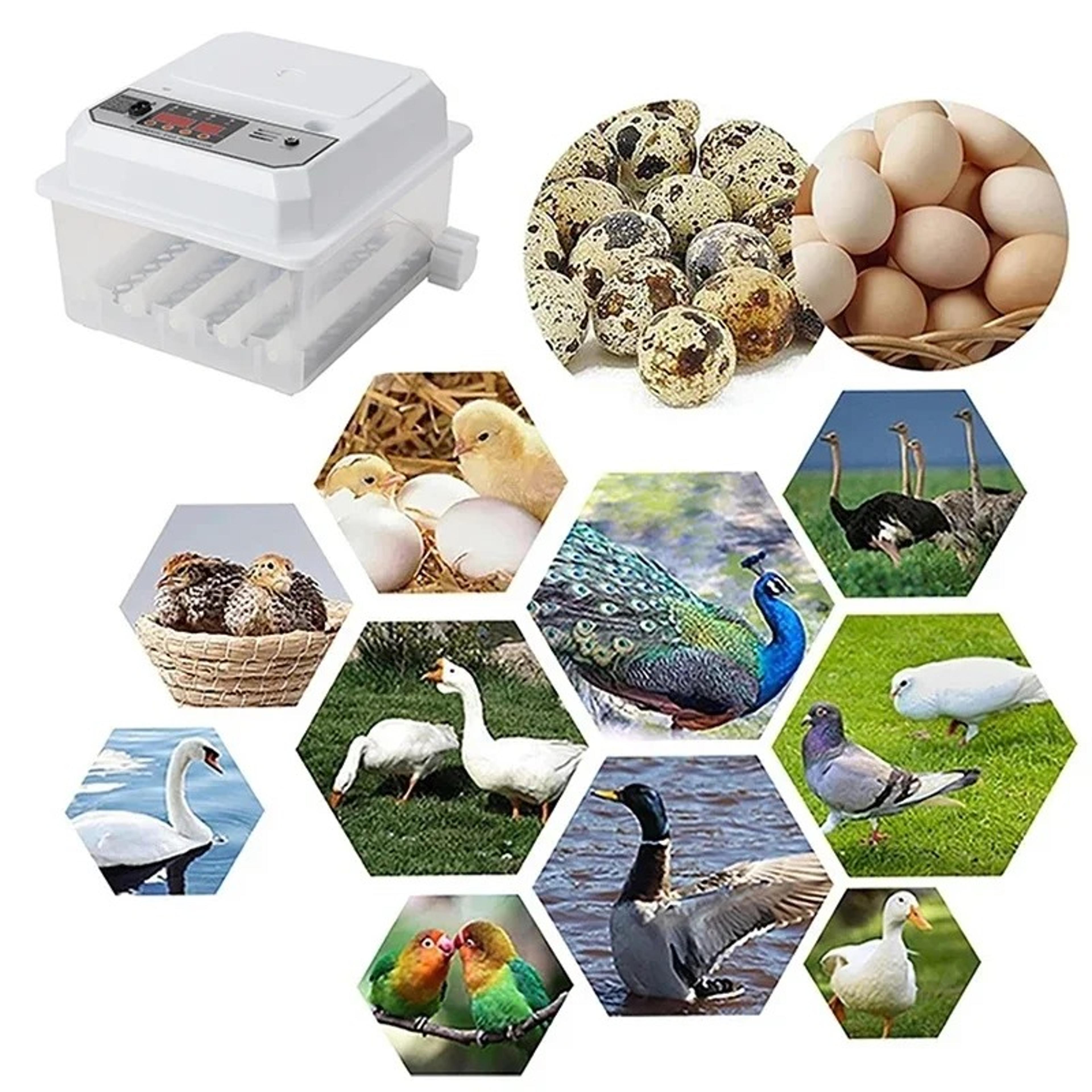 Egg Automatic Mini Incubator With Dual Power  AutoTurning For Poultry Ducks Geese  Birds  Home Use 0