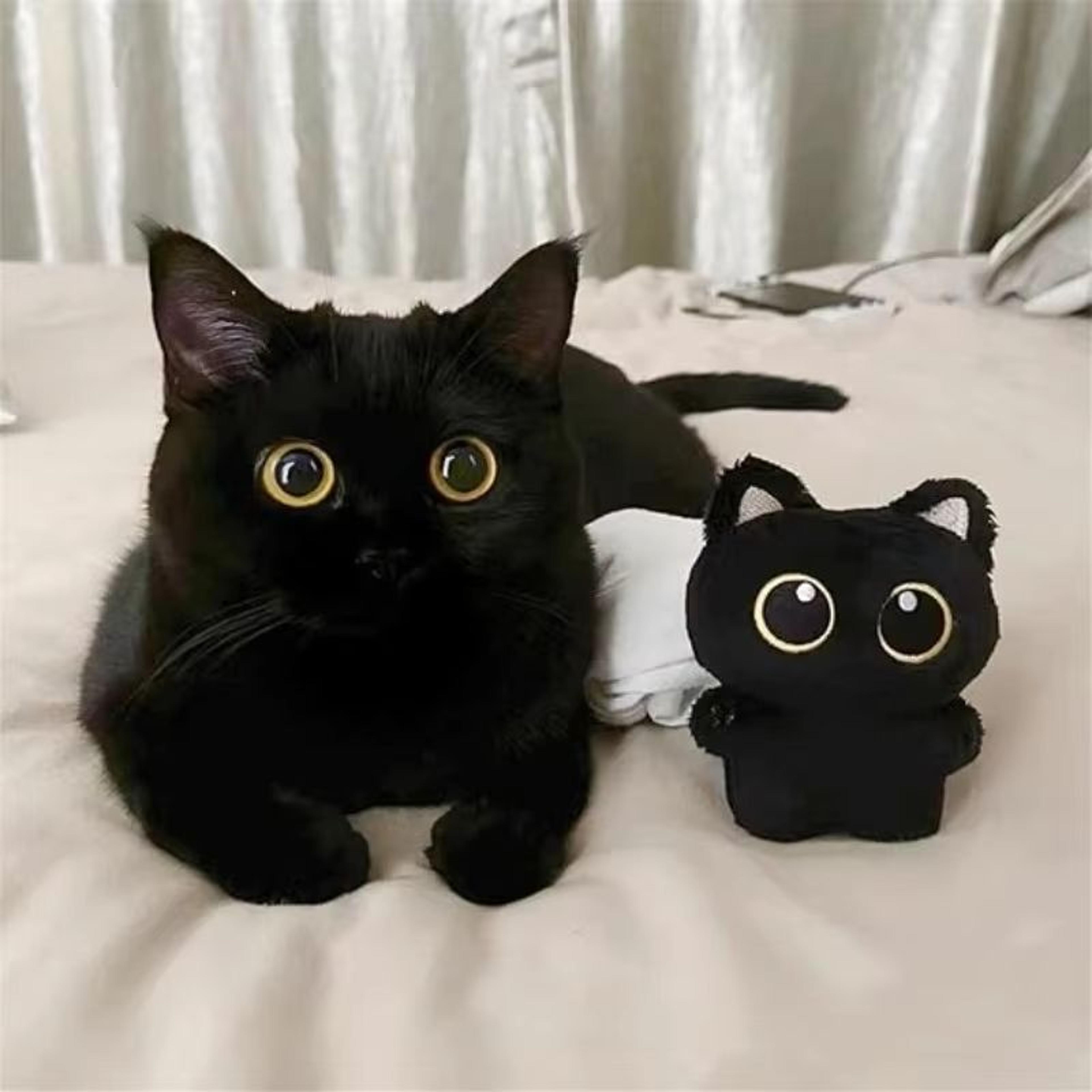 big eyed plush kitten keychain cute black cat backpack charm