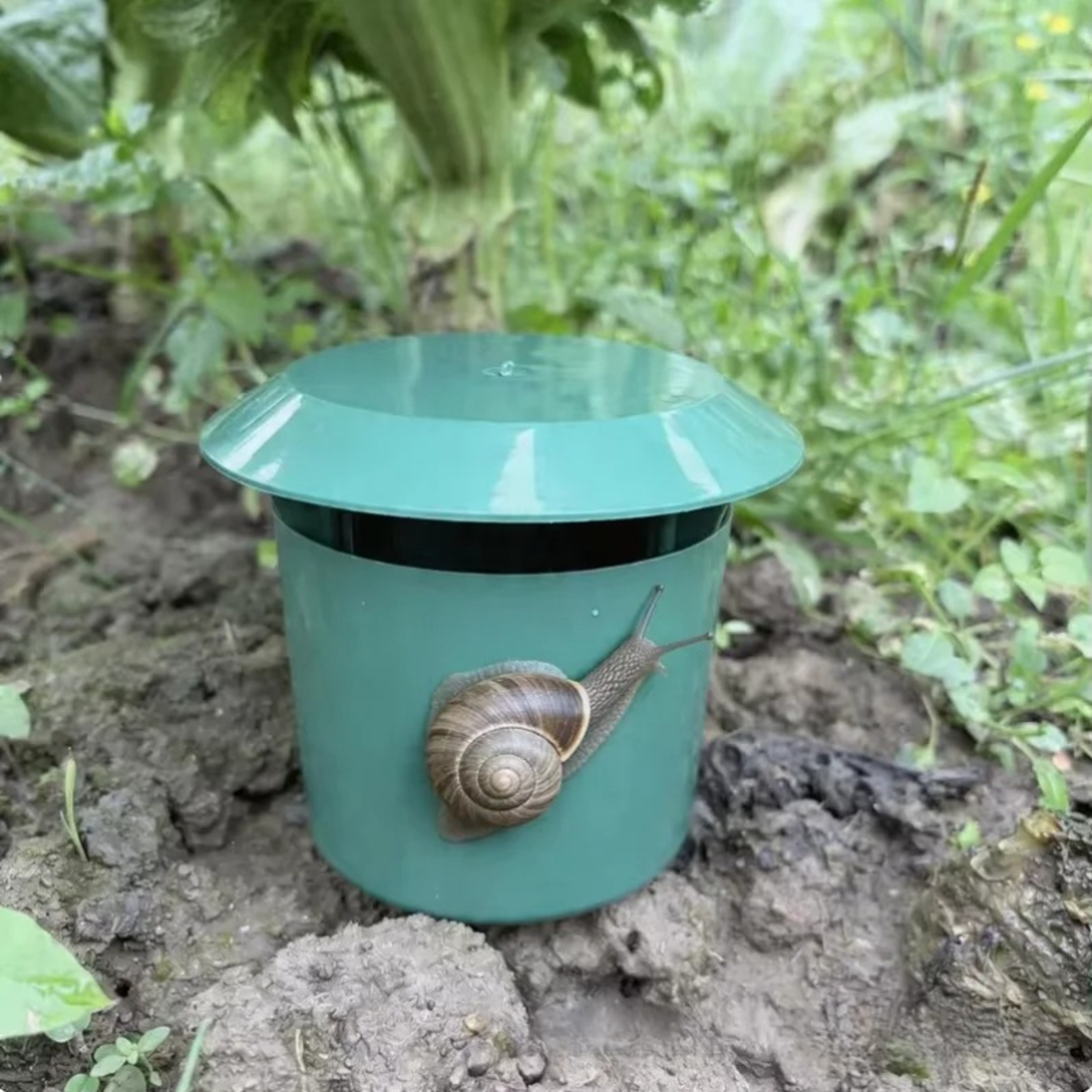 reusable snail trap & slug trap for safe garden pest control