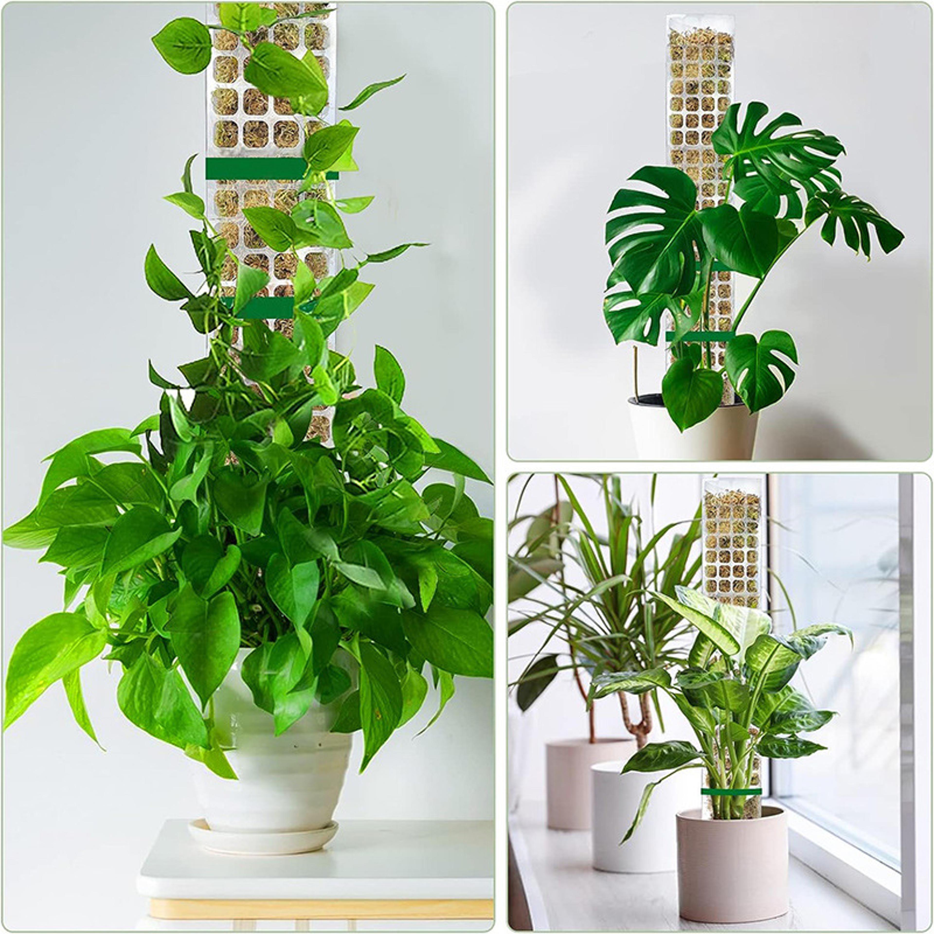 Moss Pole For Plants Indoor Plant Support Stick Climbing Plant Tutor For Growth 1