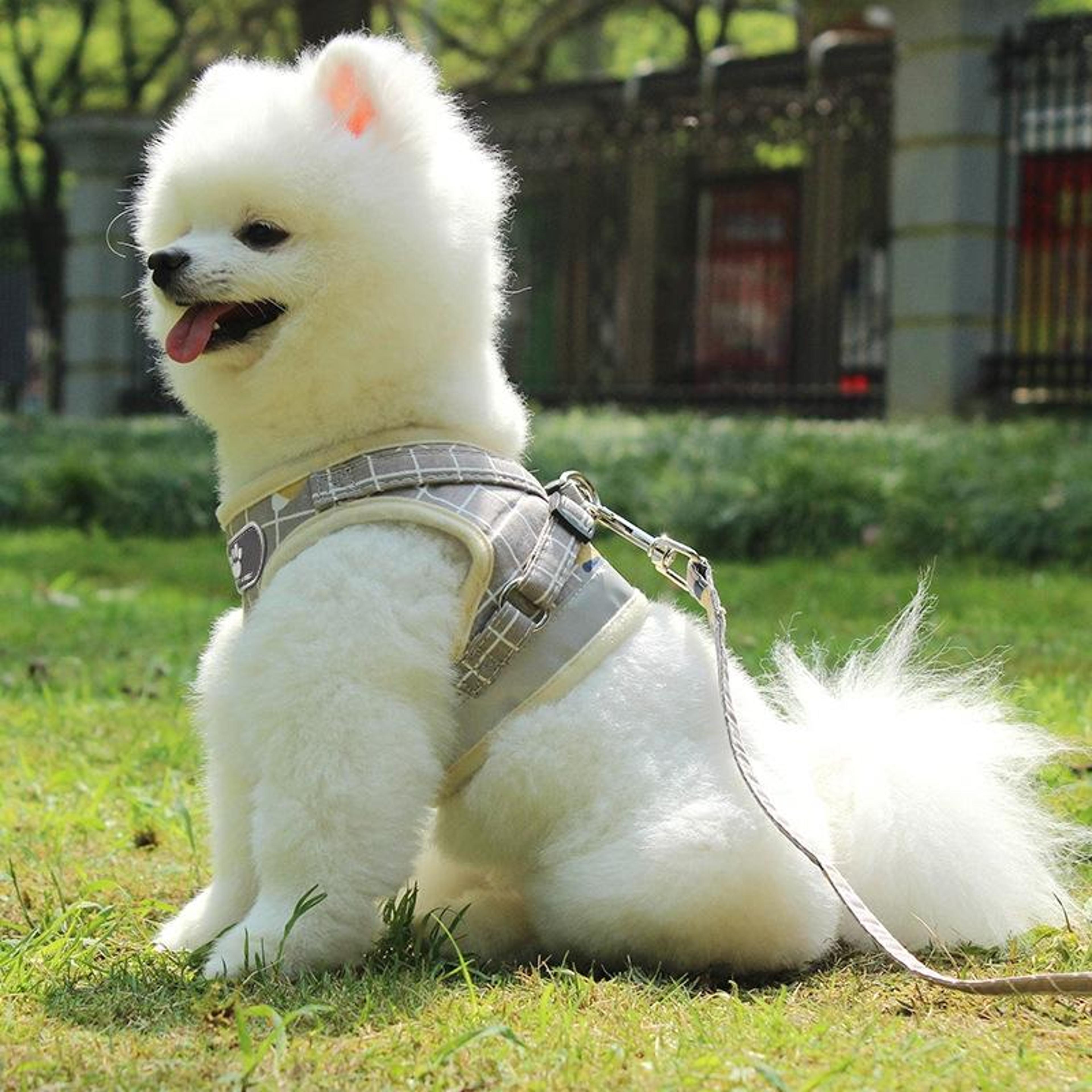 Reflective Breathable Pet Harness  Leash Set For Safe Comfortable Walks 6