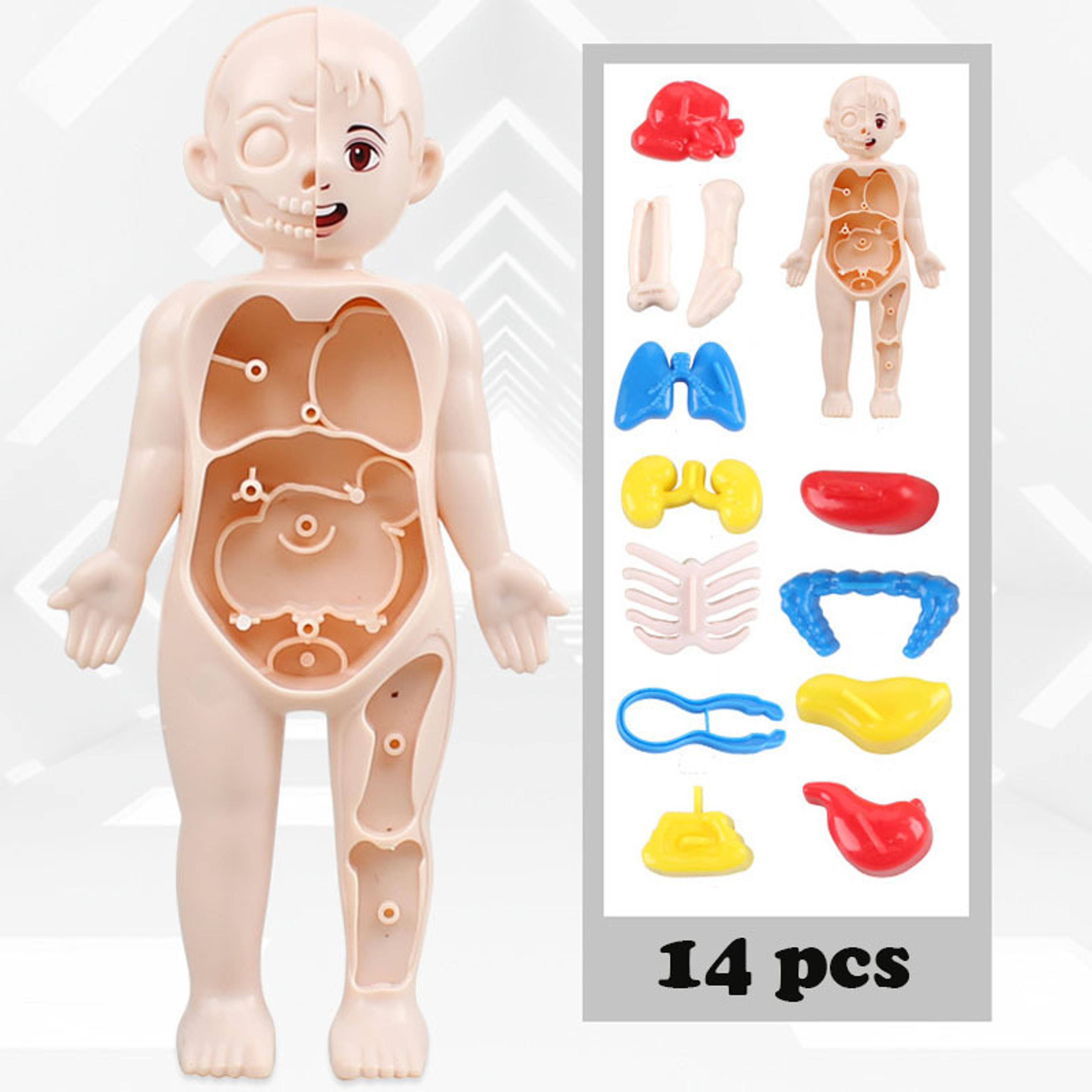 montessori human body anatomy puzzle for kids educational organ learning model