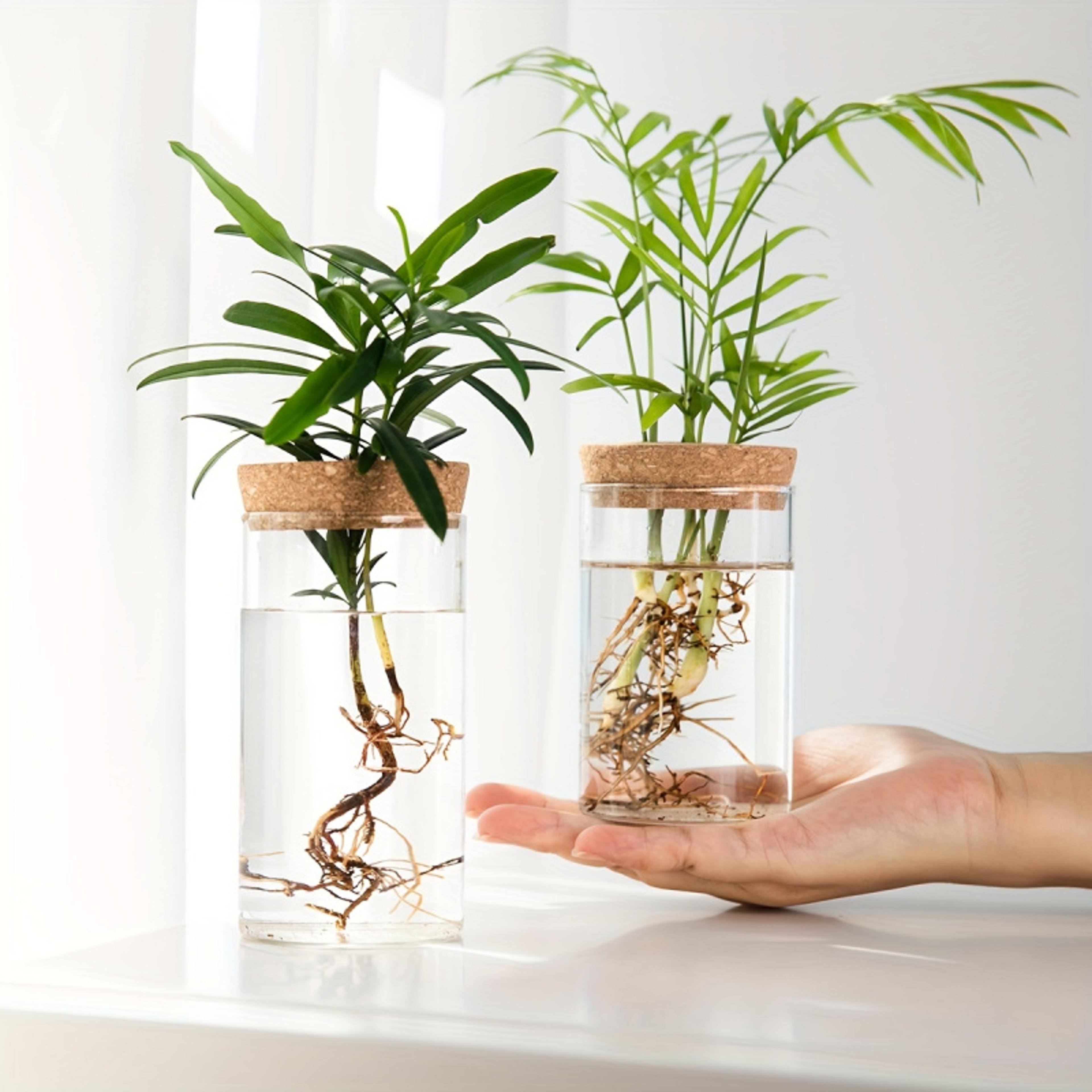 desktop hydroponics glass planter, plant propagation station bud vase, vase for home decoration
