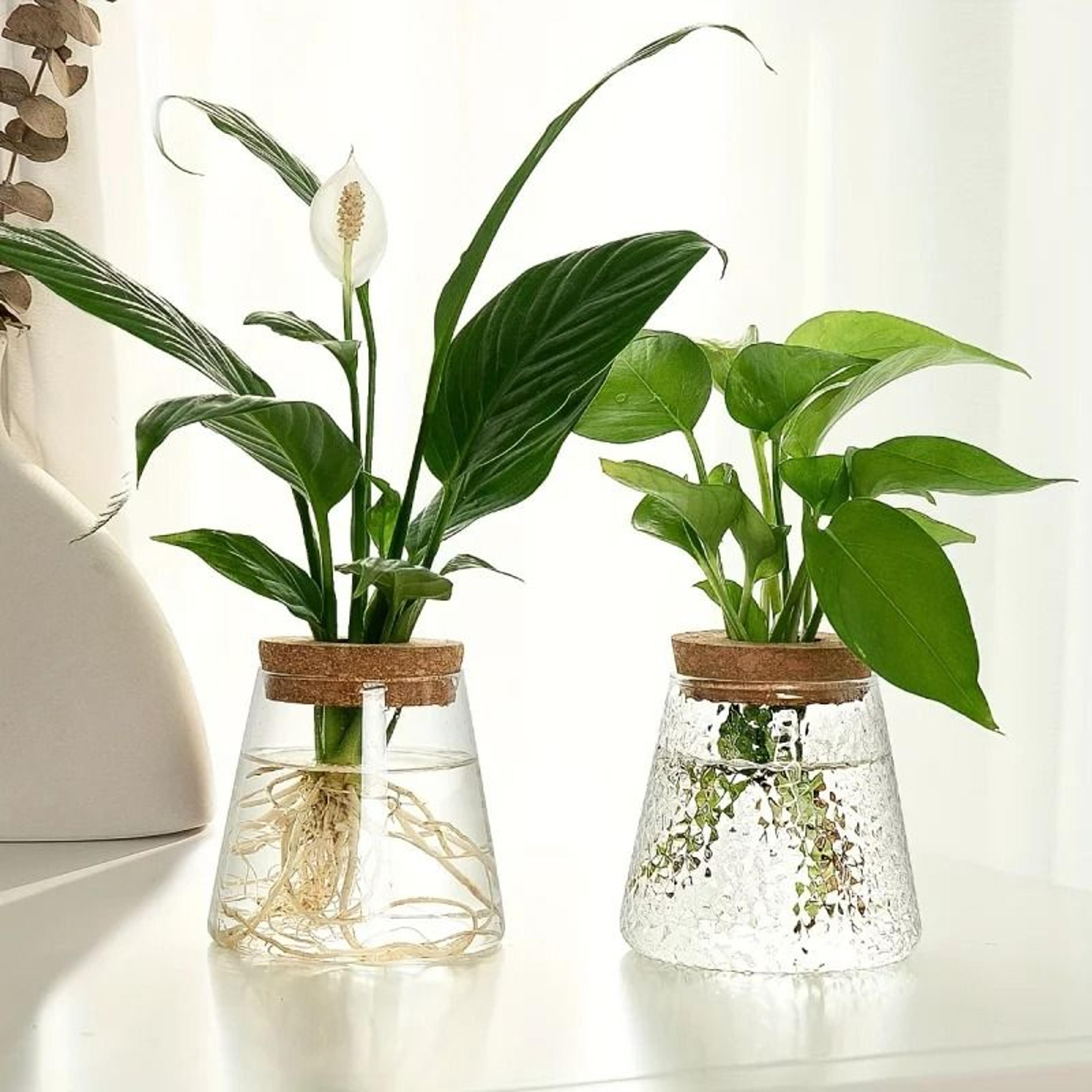 Glass Planter Propagation Station Vase Rack Tabletop Hydroponic Plants Decoration 1