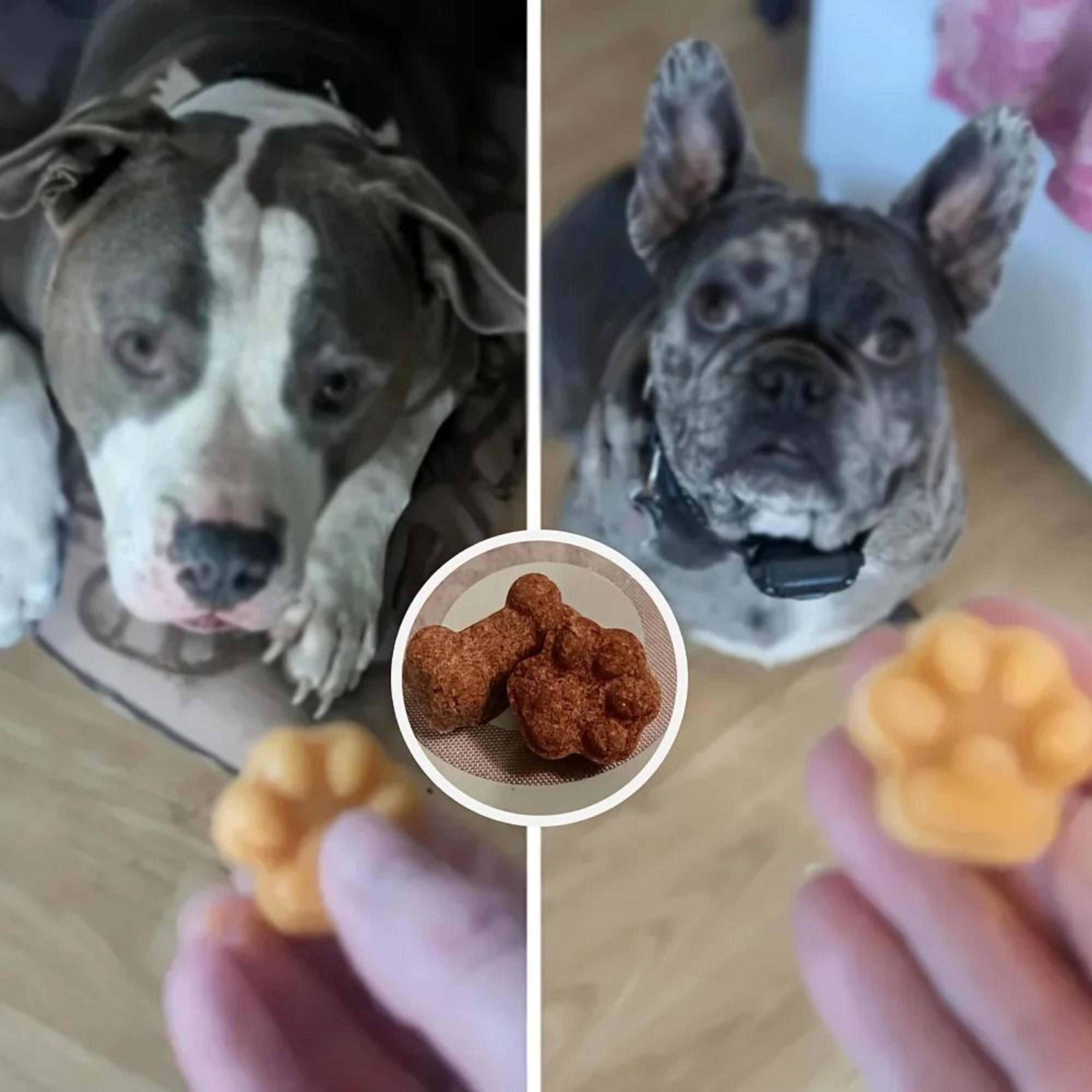 Dog Bone And Paw Silicone Mold For Homemade Treats And Ice Cubes 5