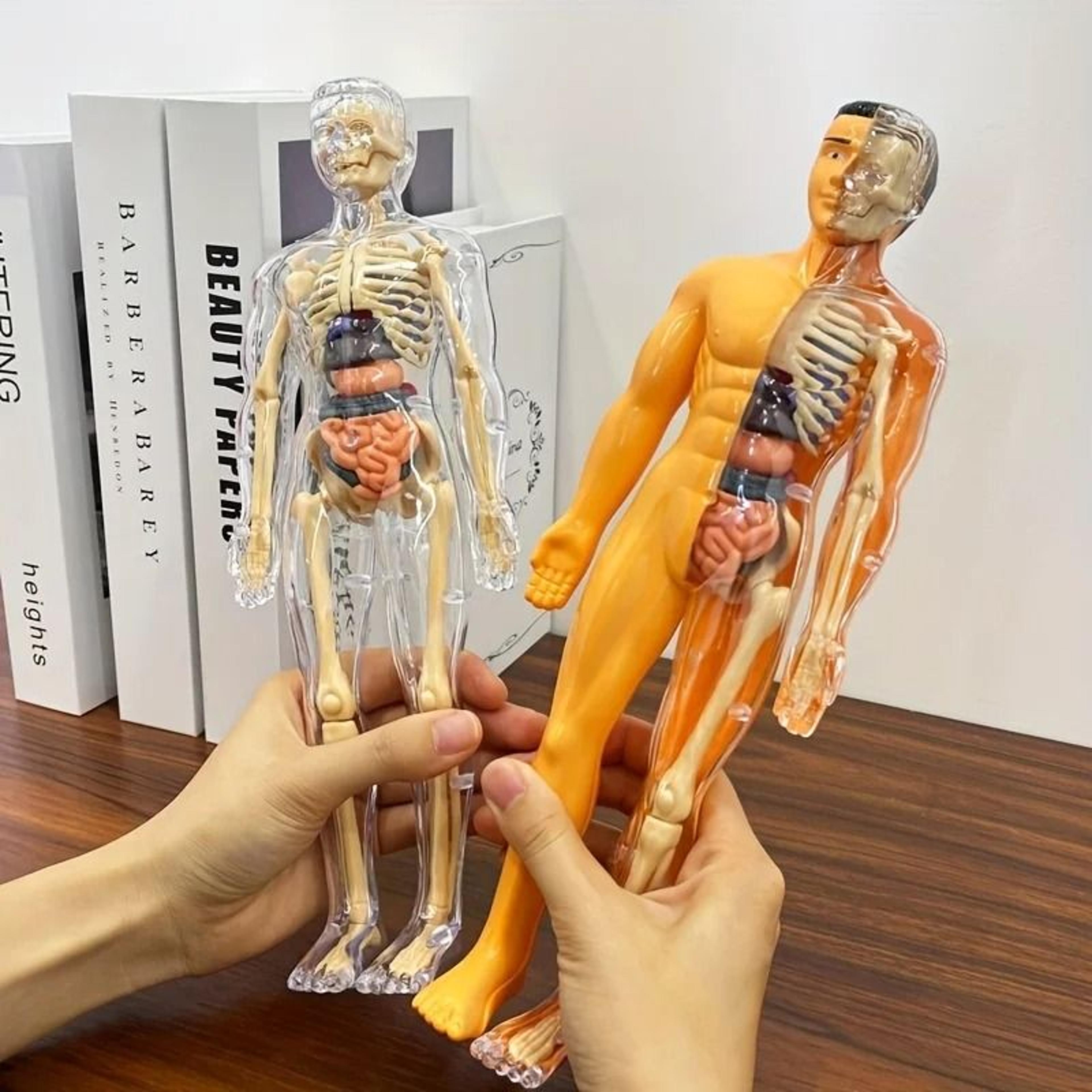 Human Anatomy Model With Removable Bones And Complete Trunk Medical Teaching Skeleton Kit 0