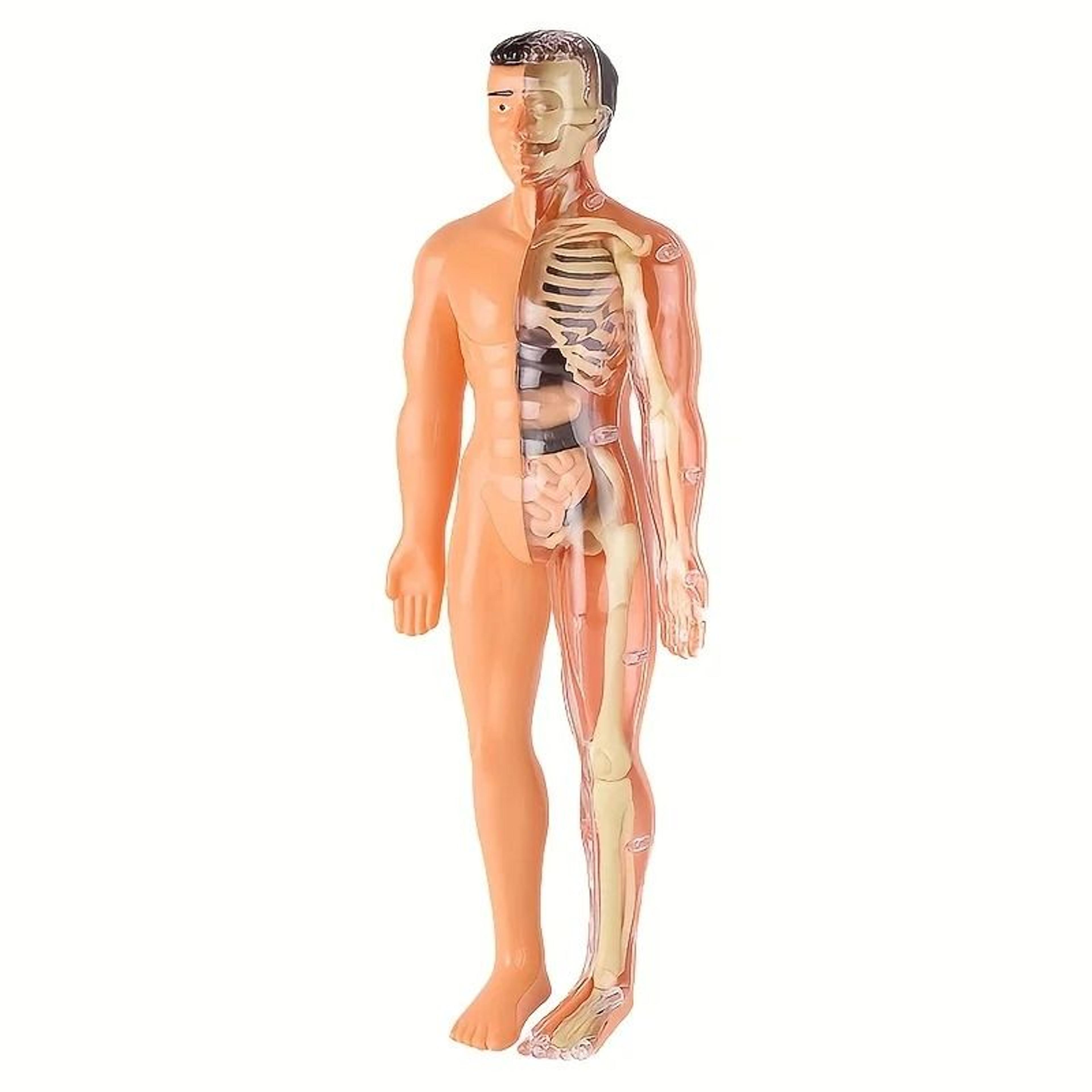 Human Anatomy Model With Removable Bones And Complete Trunk Medical Teaching Skeleton Kit 6
