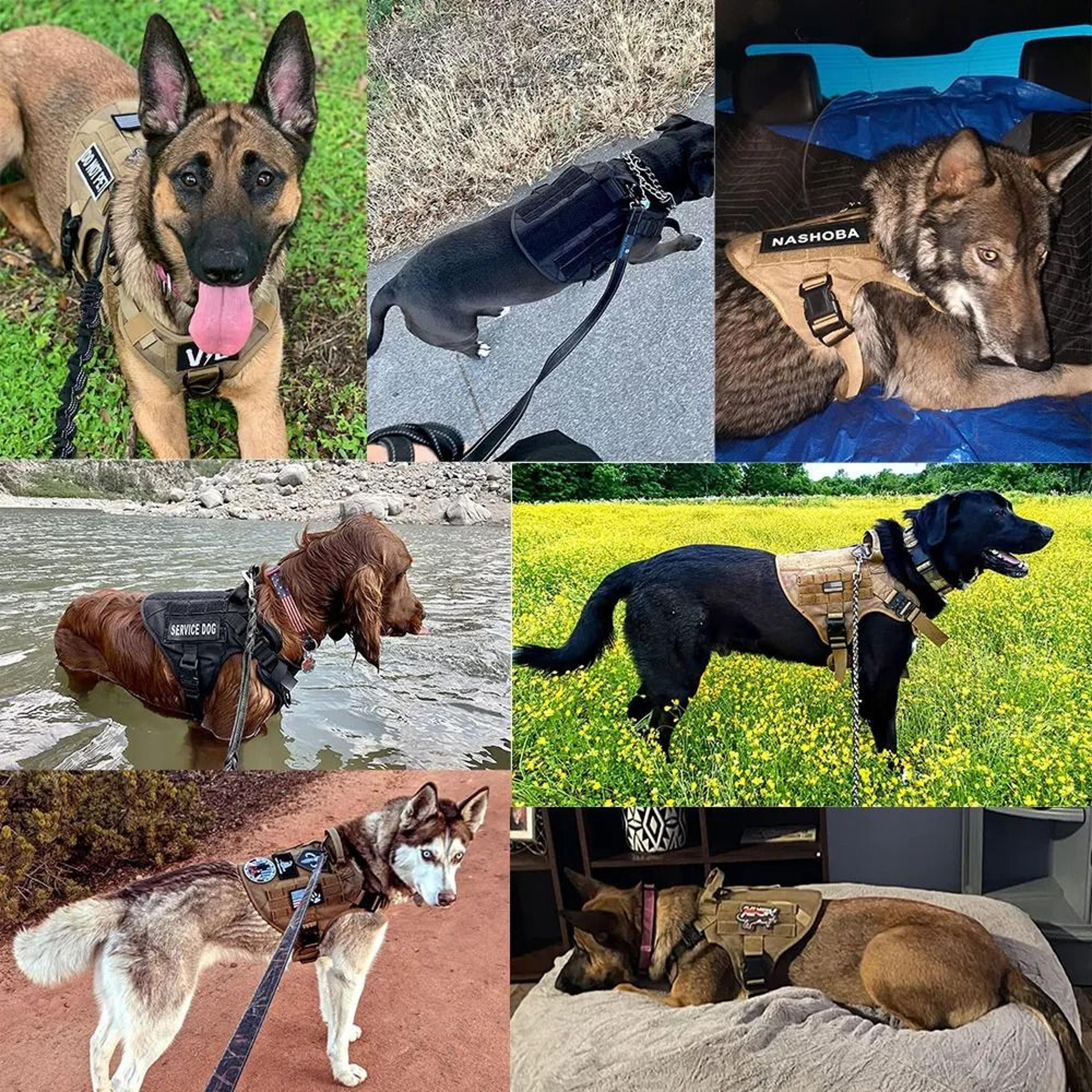 Professional Tactical Dog Harness And Training Leash Set 5