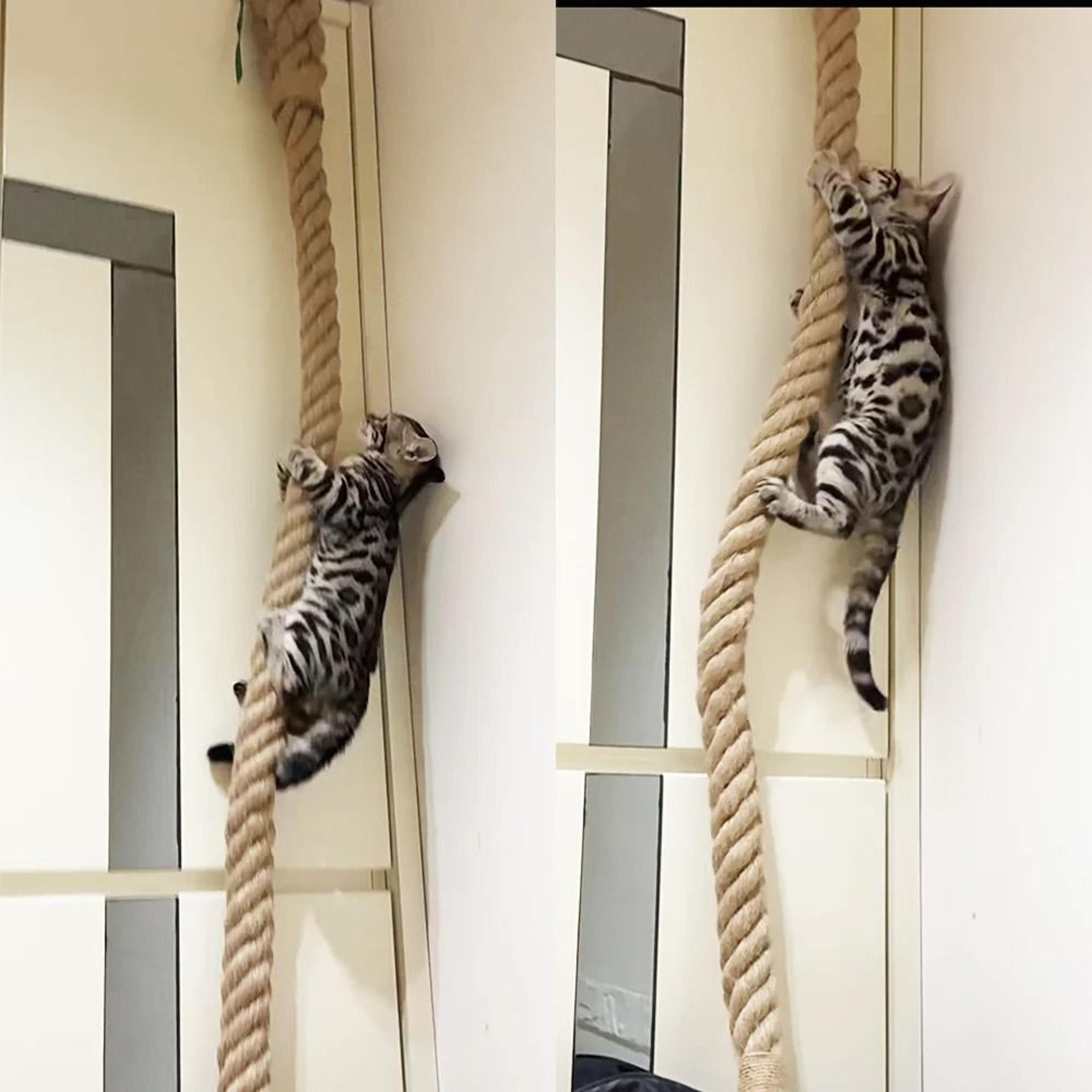 Professional Heavy Duty Ceiling And Wall Mounted Cat Climbing Rope 0