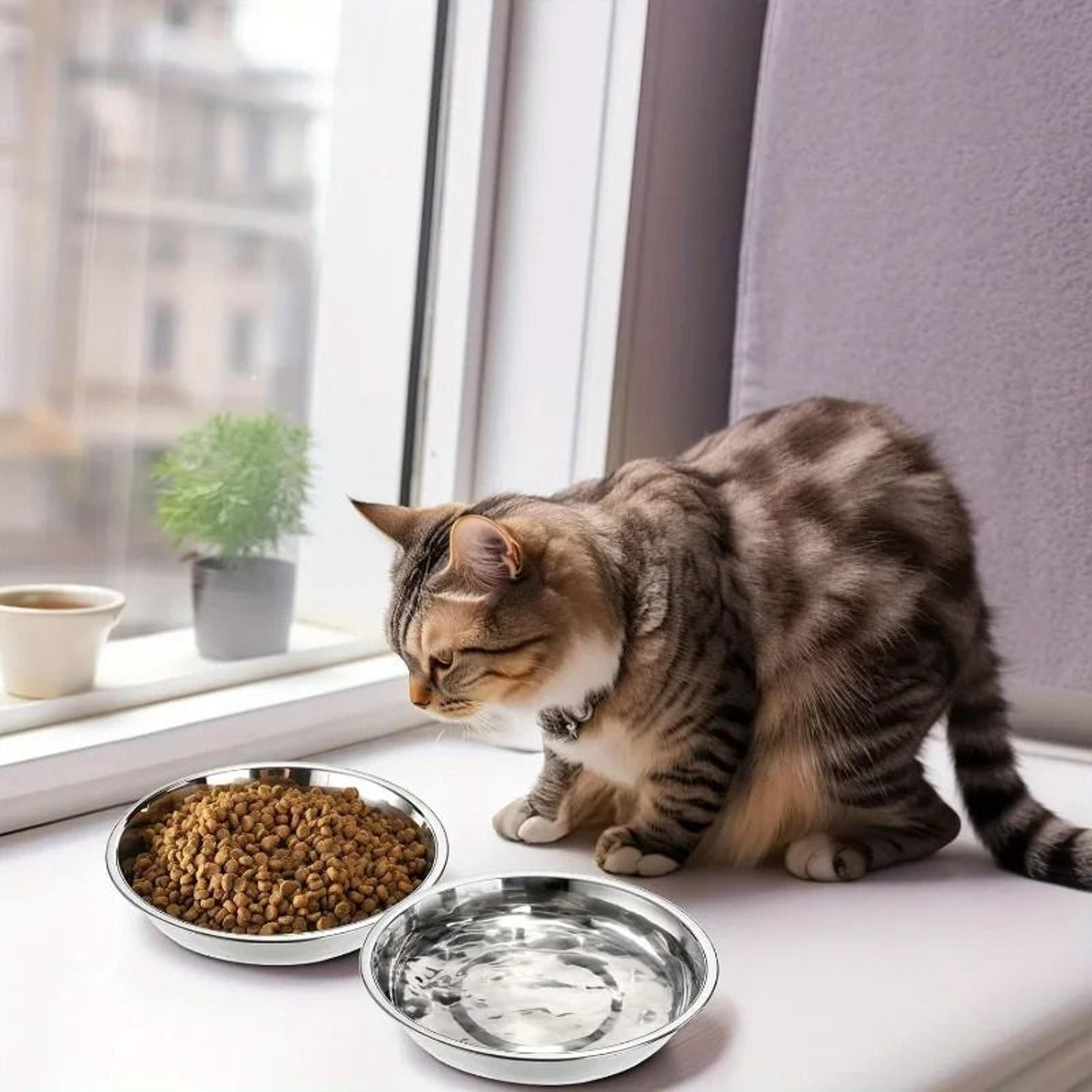 Professional Stainless Steel SlipResistant Cat Bowl Set 9