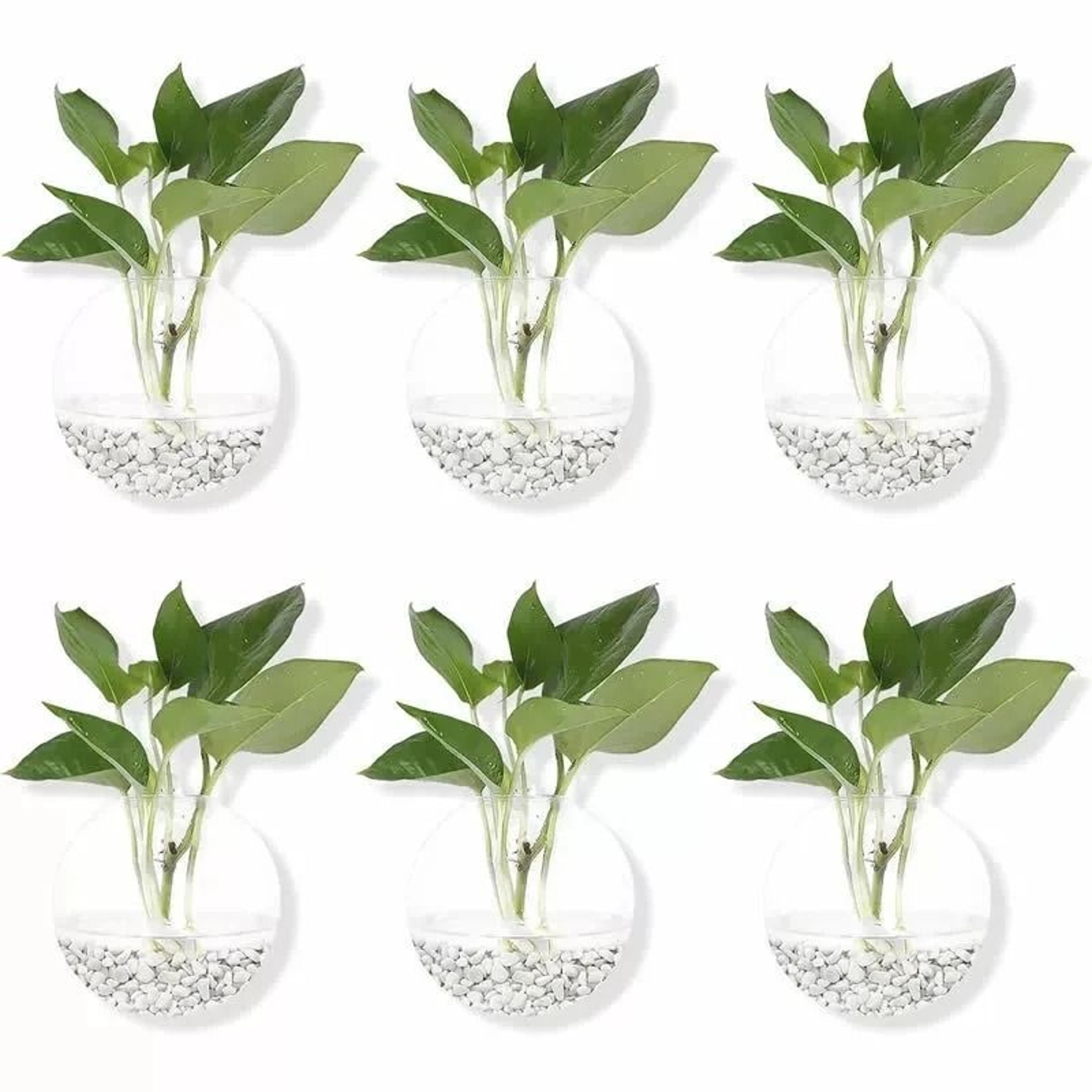 2 Pack Wall Hanging Glass Terrarium And Hydroponic Planter 1