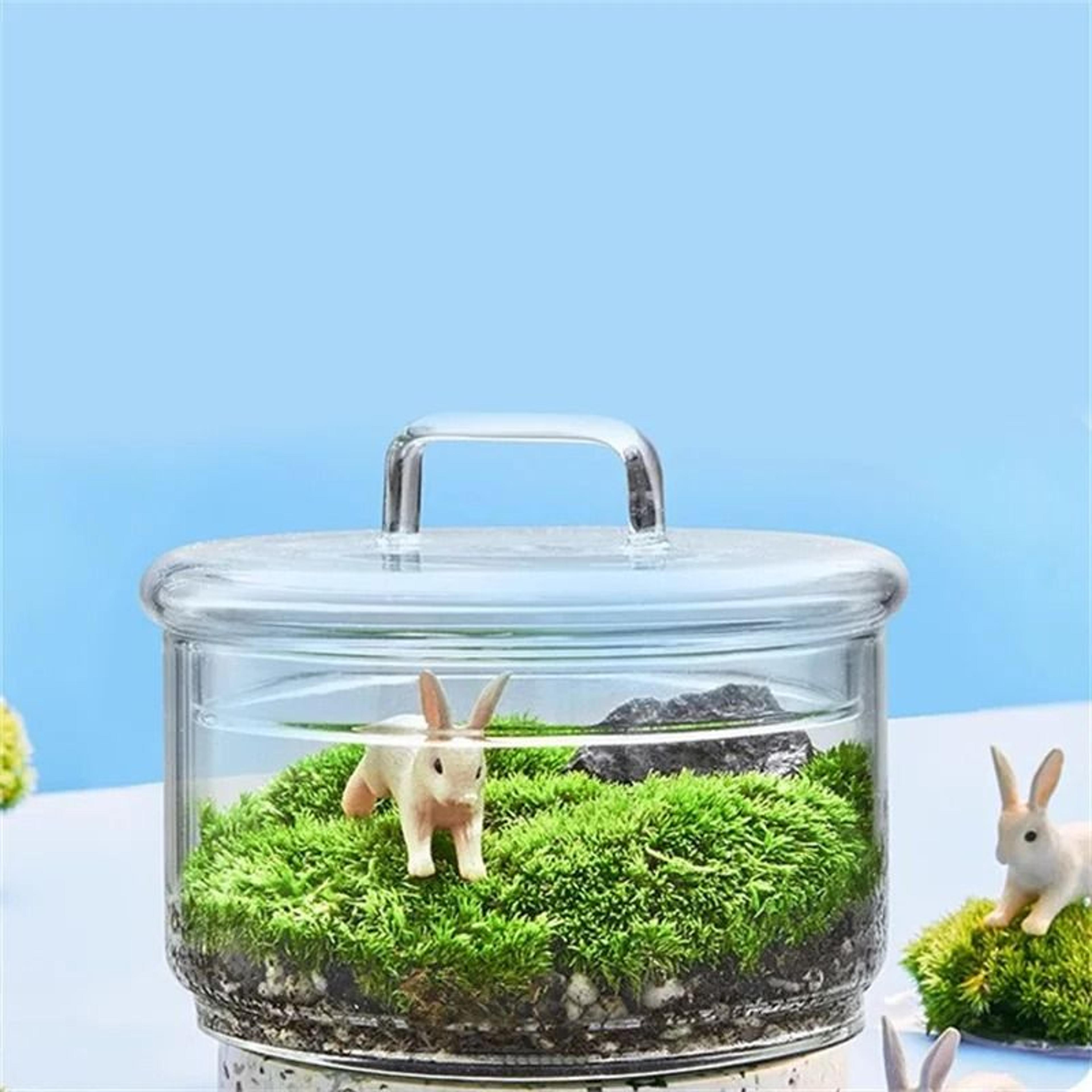 Micro Landscape Moss Plants Glass Bottle With Lid 3