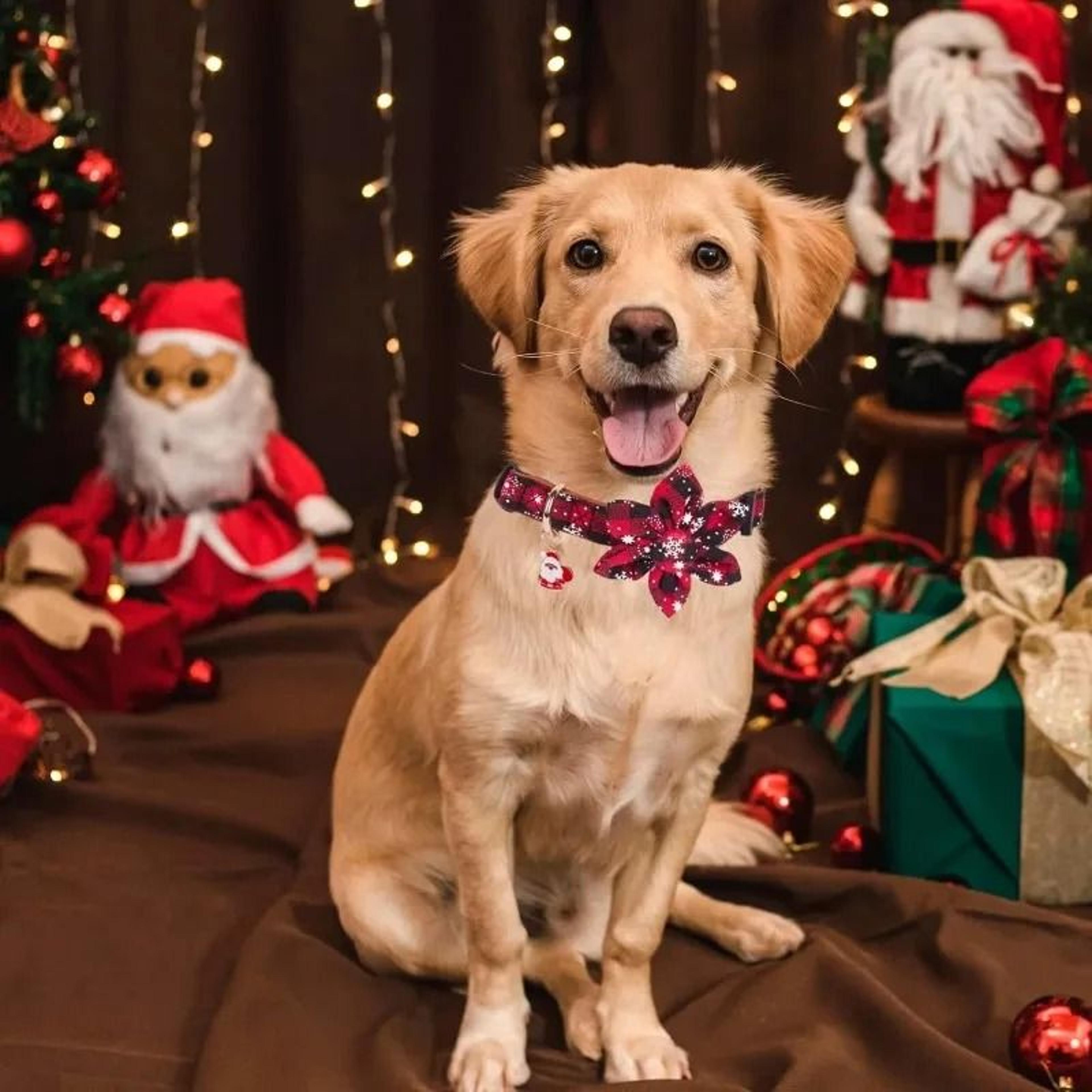 Christmas Dog Collar With Classic Plaid Bow Tie 1