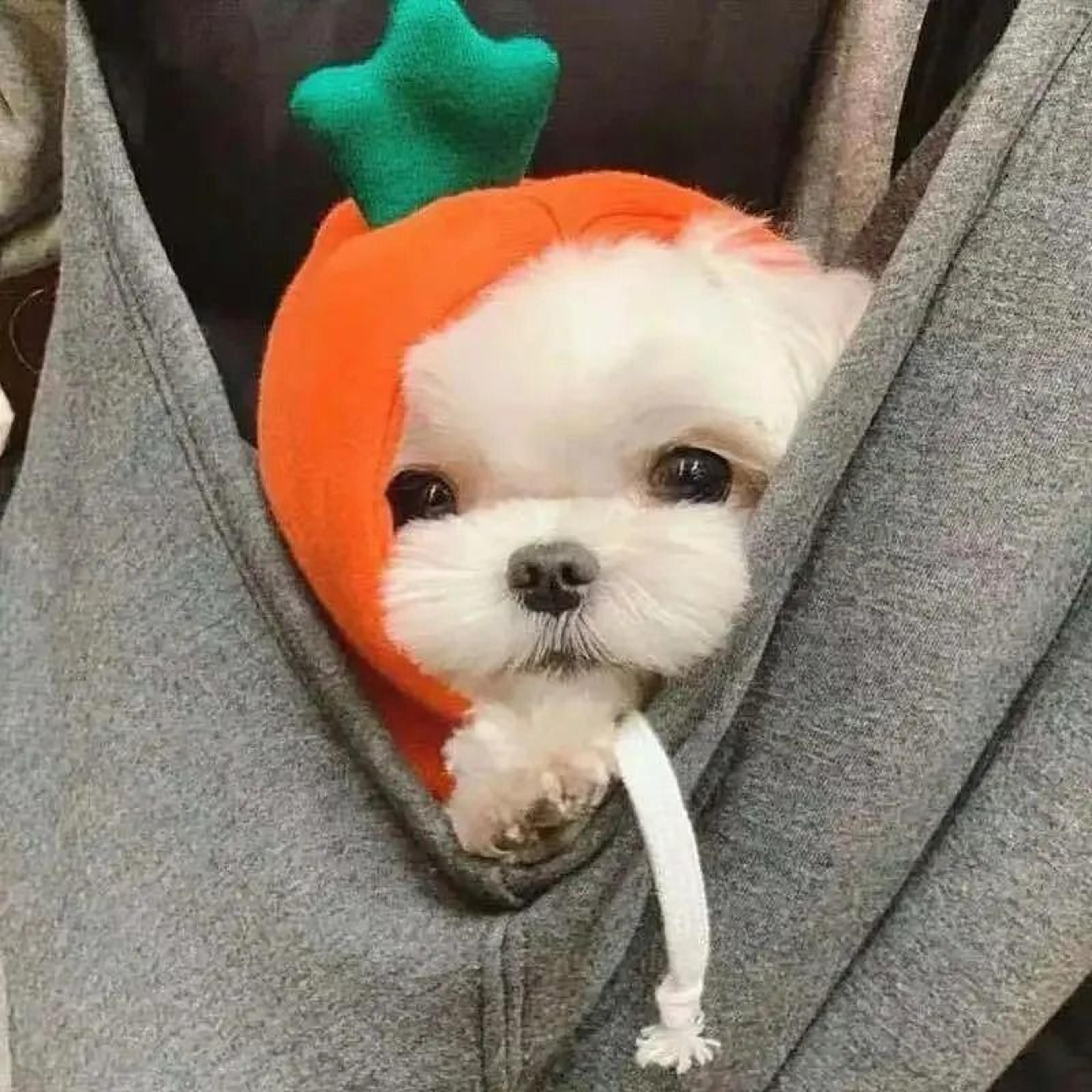 Cute Carrot Dog Hoodie  Warm Fleece Puppy Sweater Coat 5